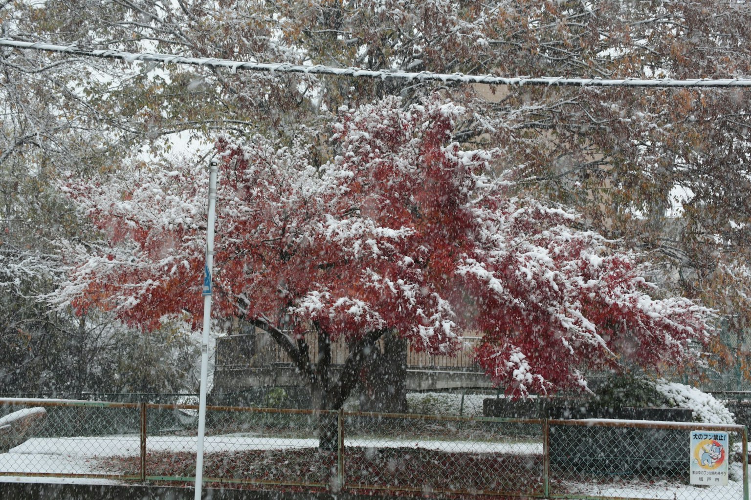 Rotblättriger Baum im Schneefall mit verschneitem Hintergrund