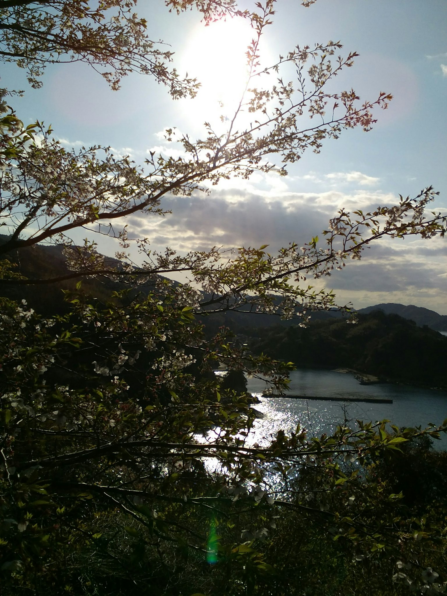 樹枝在寧靜海面上的陽光照耀