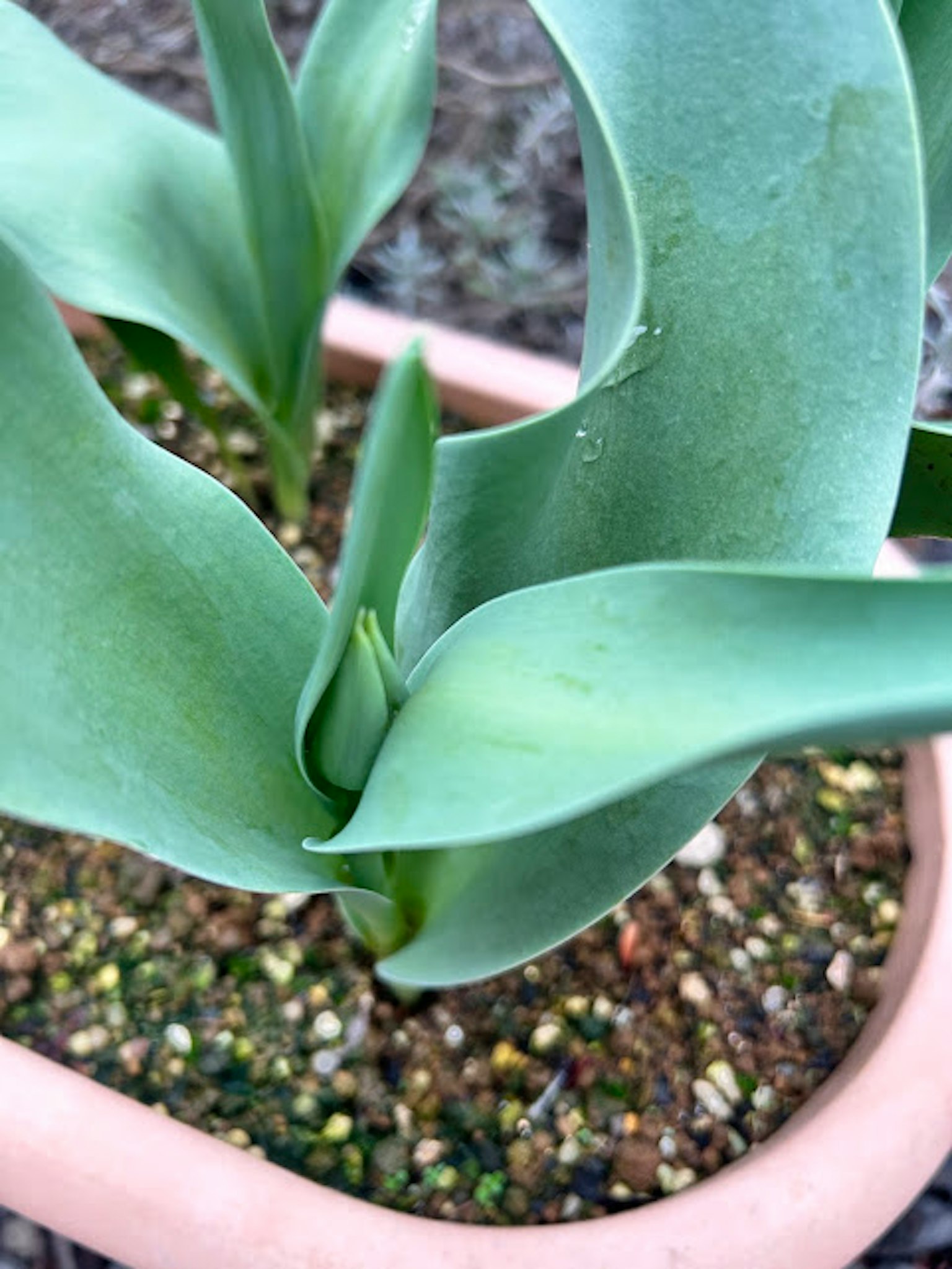 Close-up of green plant leaves growing in a pot