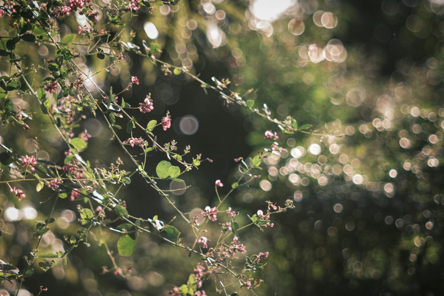 ดอกไม้บอบบางบานอยู่ท่ามกลางใบเขียวในแสงนุ่มนวล