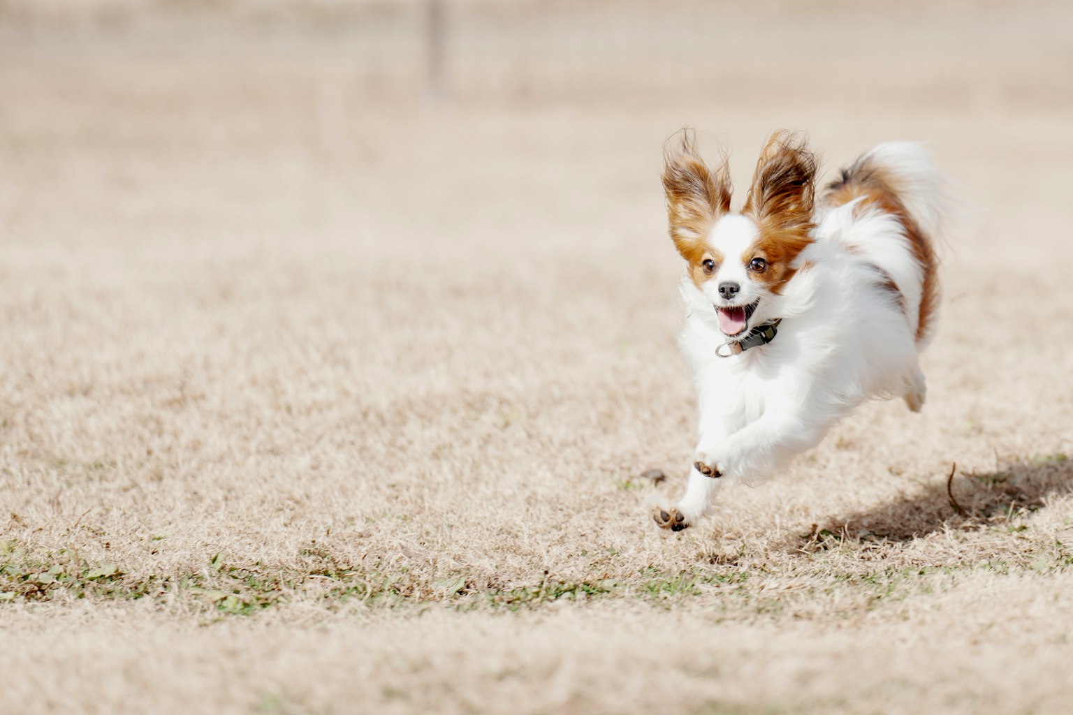 A running dog image with white and brown fur showing a joyful expression
