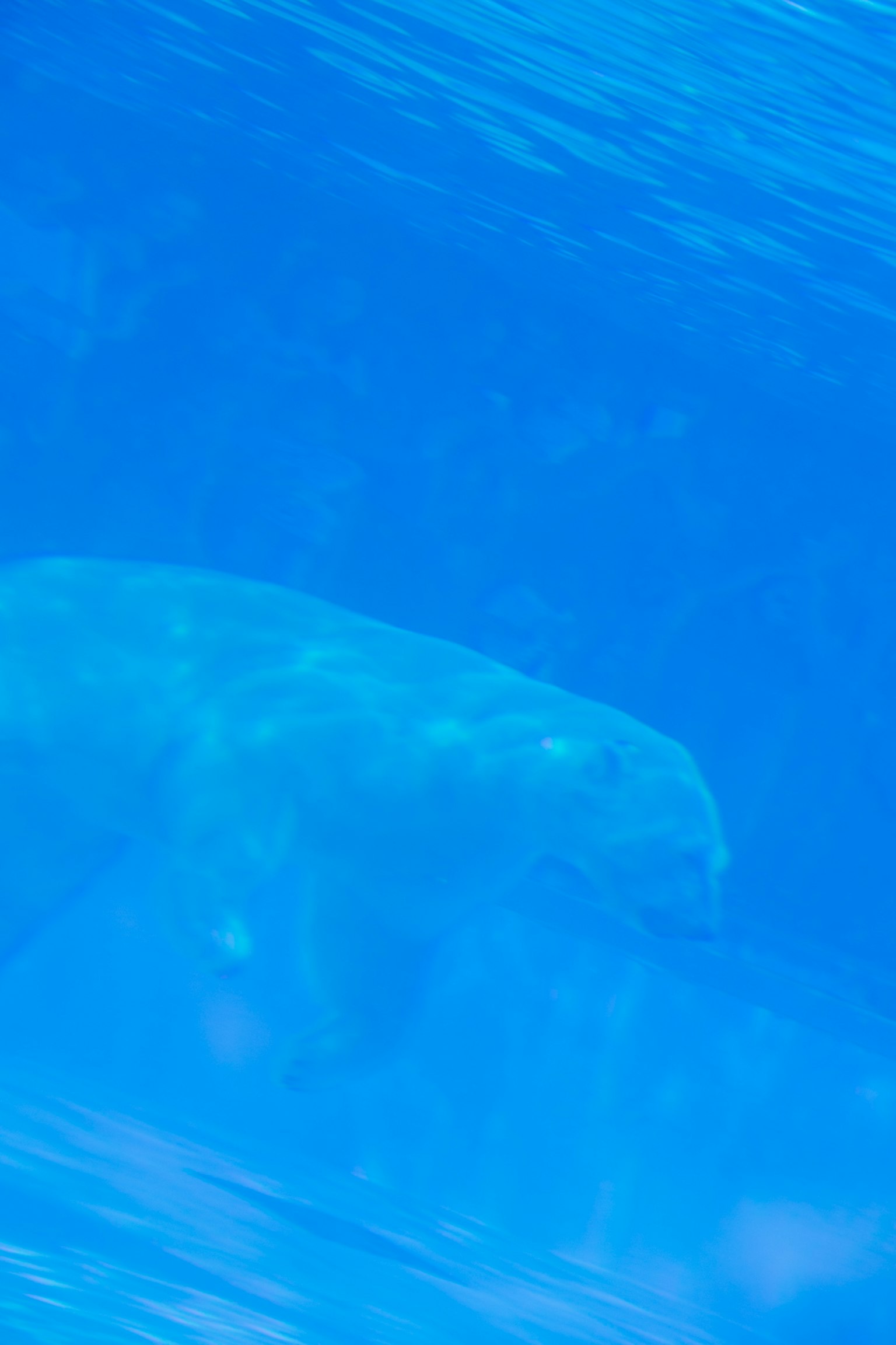 Manatee swimming underwater in a blue environment