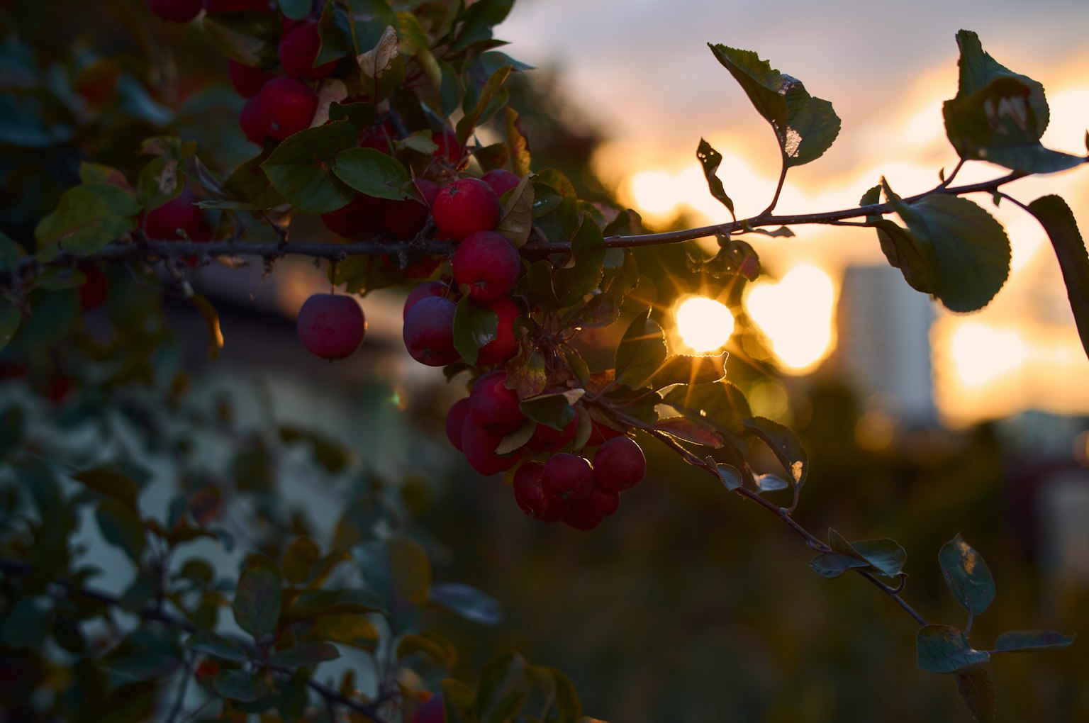 Branche avec des fruits rouges sur fond de coucher de soleil