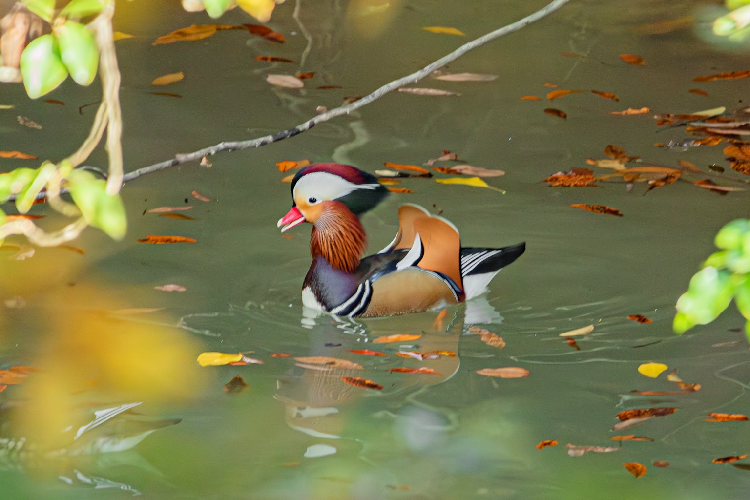 Mandarinenente schwimmt auf dem Wasser umgeben von bunten Blättern