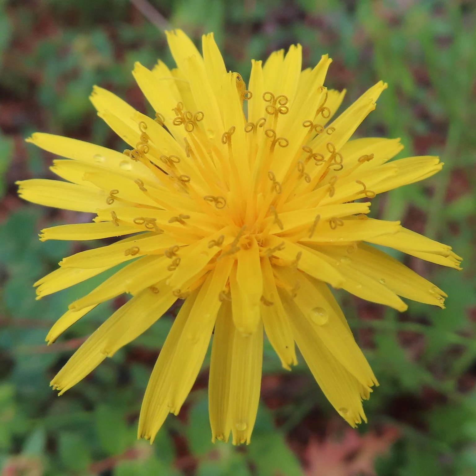 Fleur jaune vif en pleine floraison