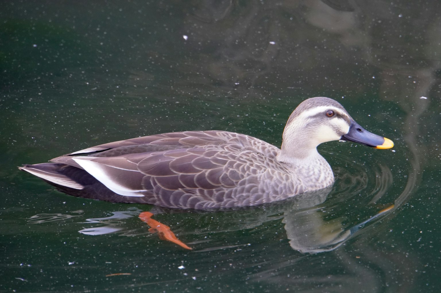 Anatra che nuota sull'acqua con piume grigie e becco giallo