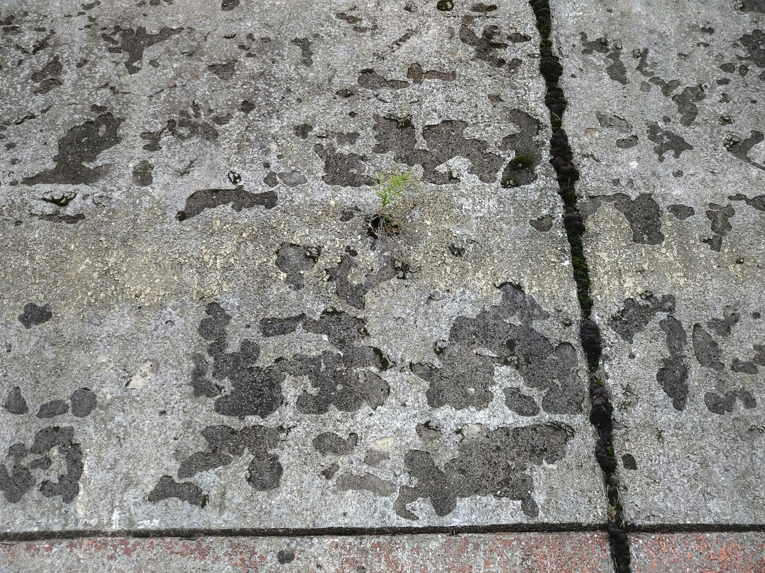 混凝土地面，明顯的苔蘚和污漬