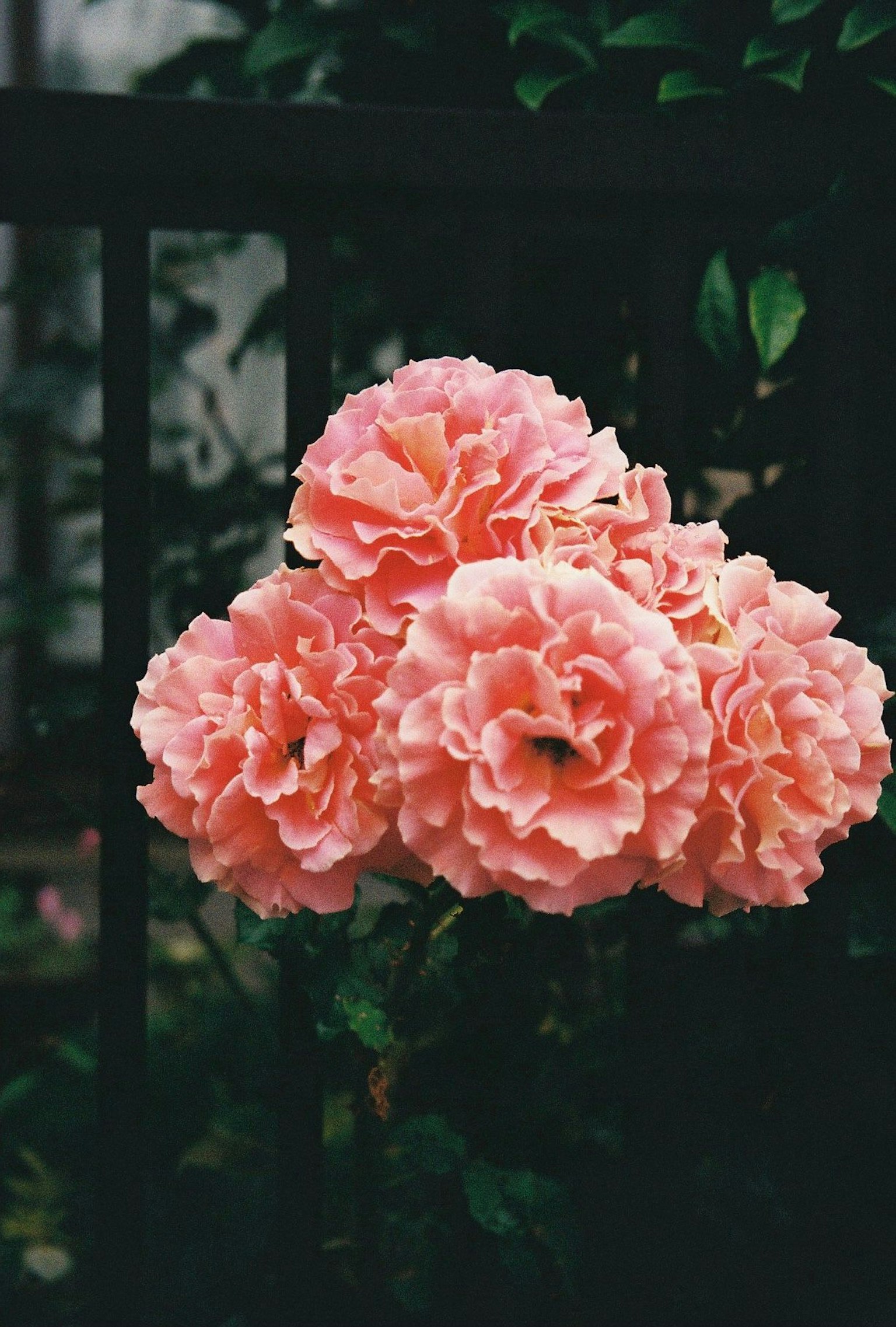 Fiori rosa vivaci in un bouquet di rose