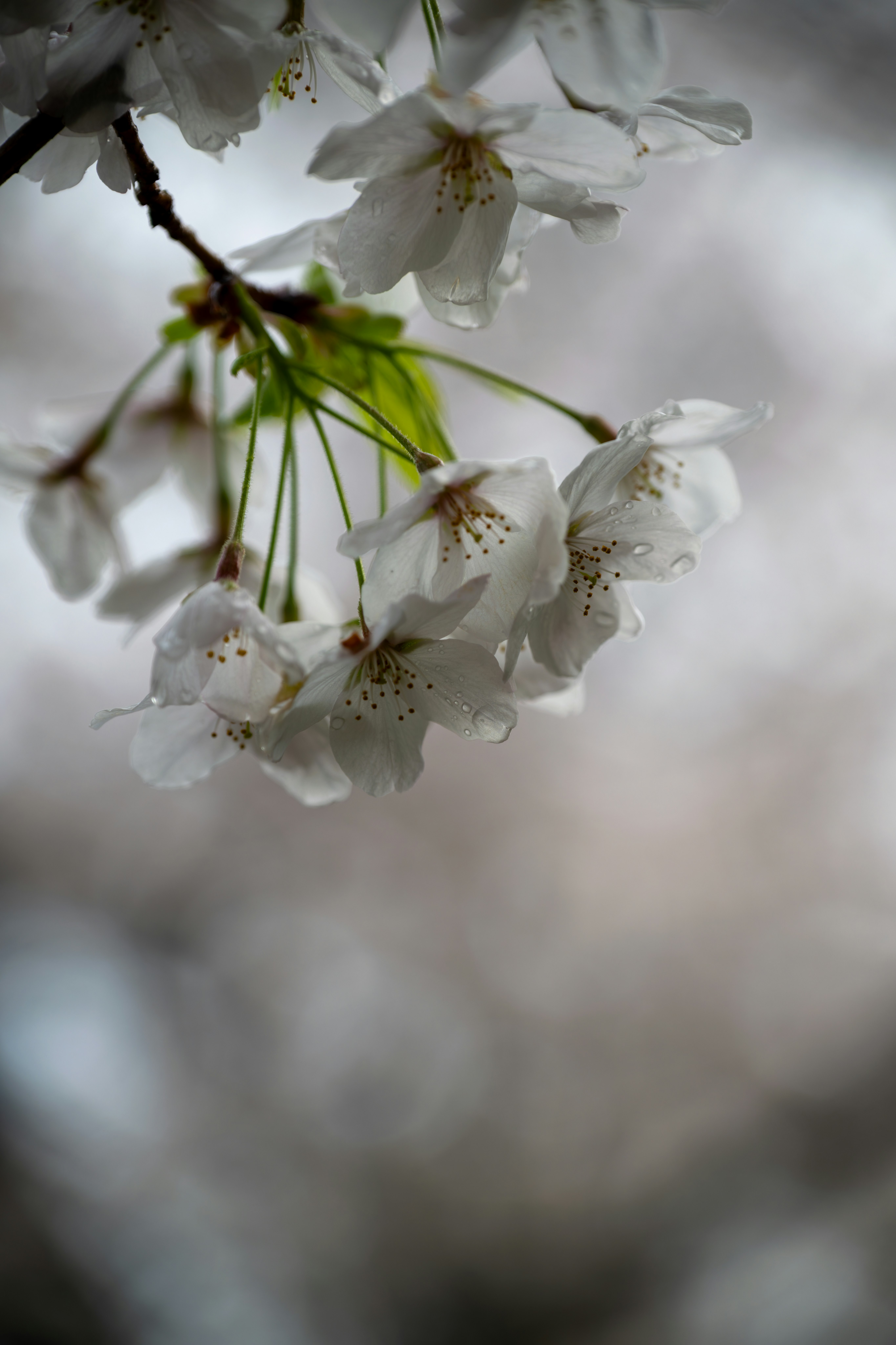 白い桜の花と枝のクローズアップ