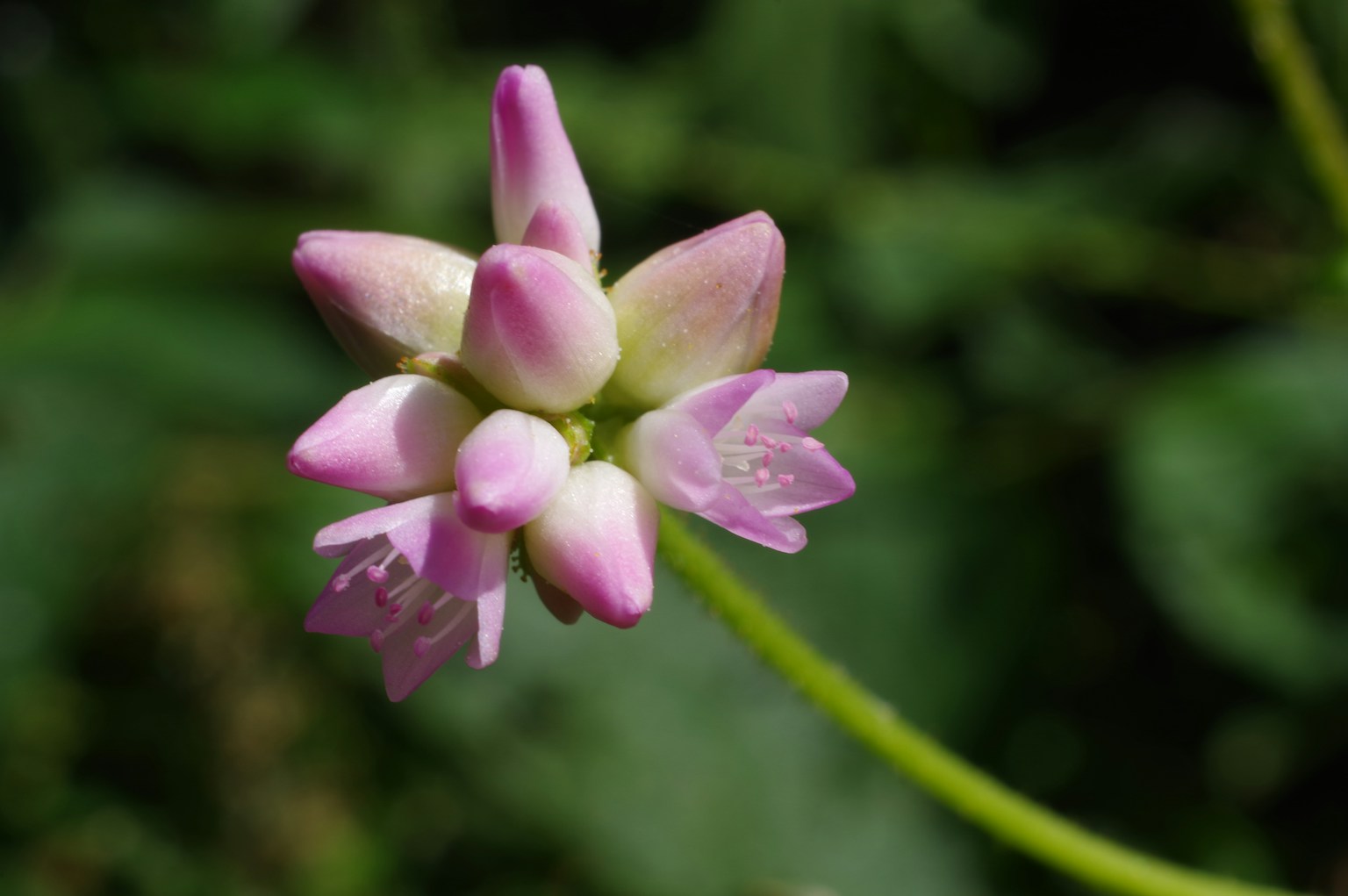 Cluster of pale pink flowers with unique shape