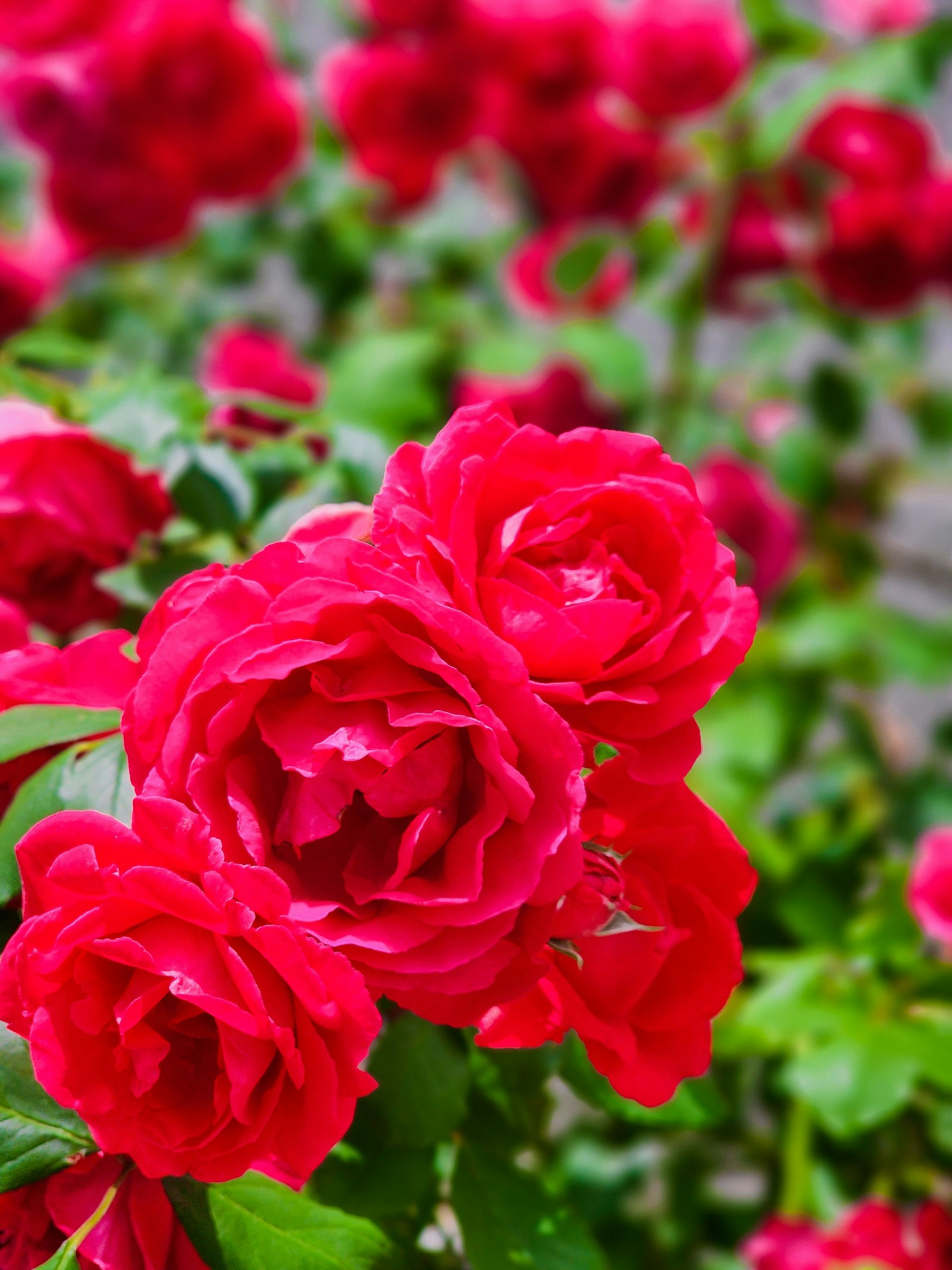 深紅のバラが咲き誇る花畑のクローズアップ