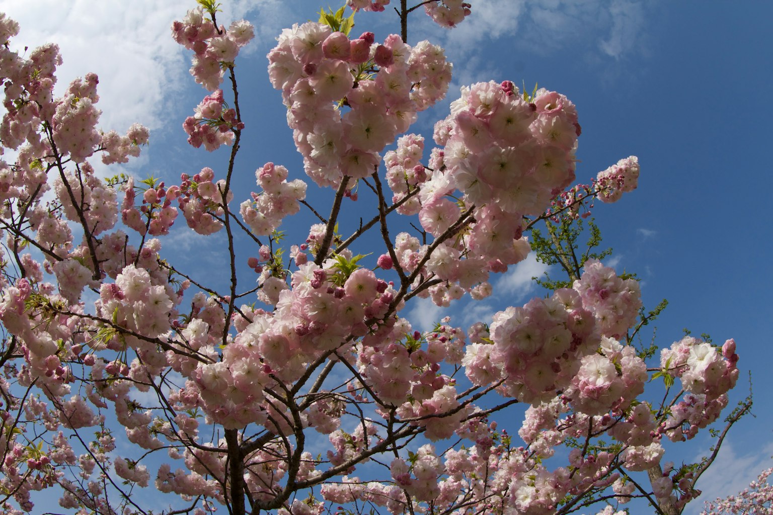 Dekat bunga sakura yang mekar di bawah langit biru Bunga pink penuh dan daun hijau segar