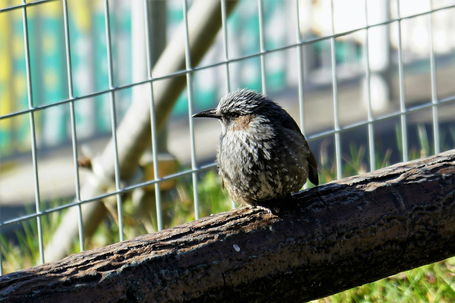Ein kleiner Vogel sitzt auf einem Ast Der Vogel hat graue gemusterte Federn Im Hintergrund ist ein Zaun zu sehen