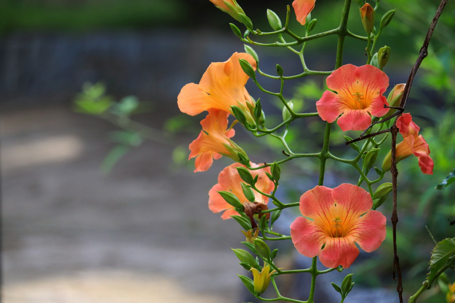 Primo piano di fiori arancioni su una pianta verde con un sentiero in pietra sfocato sullo sfondo