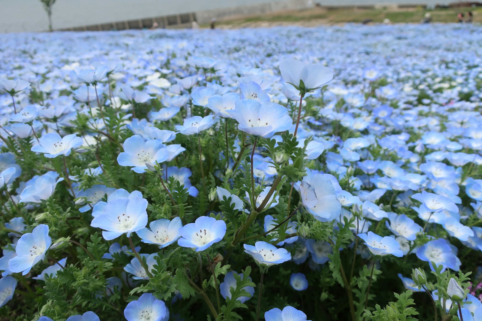 Un vasto campo di fiori blu in fiore con petali delicati