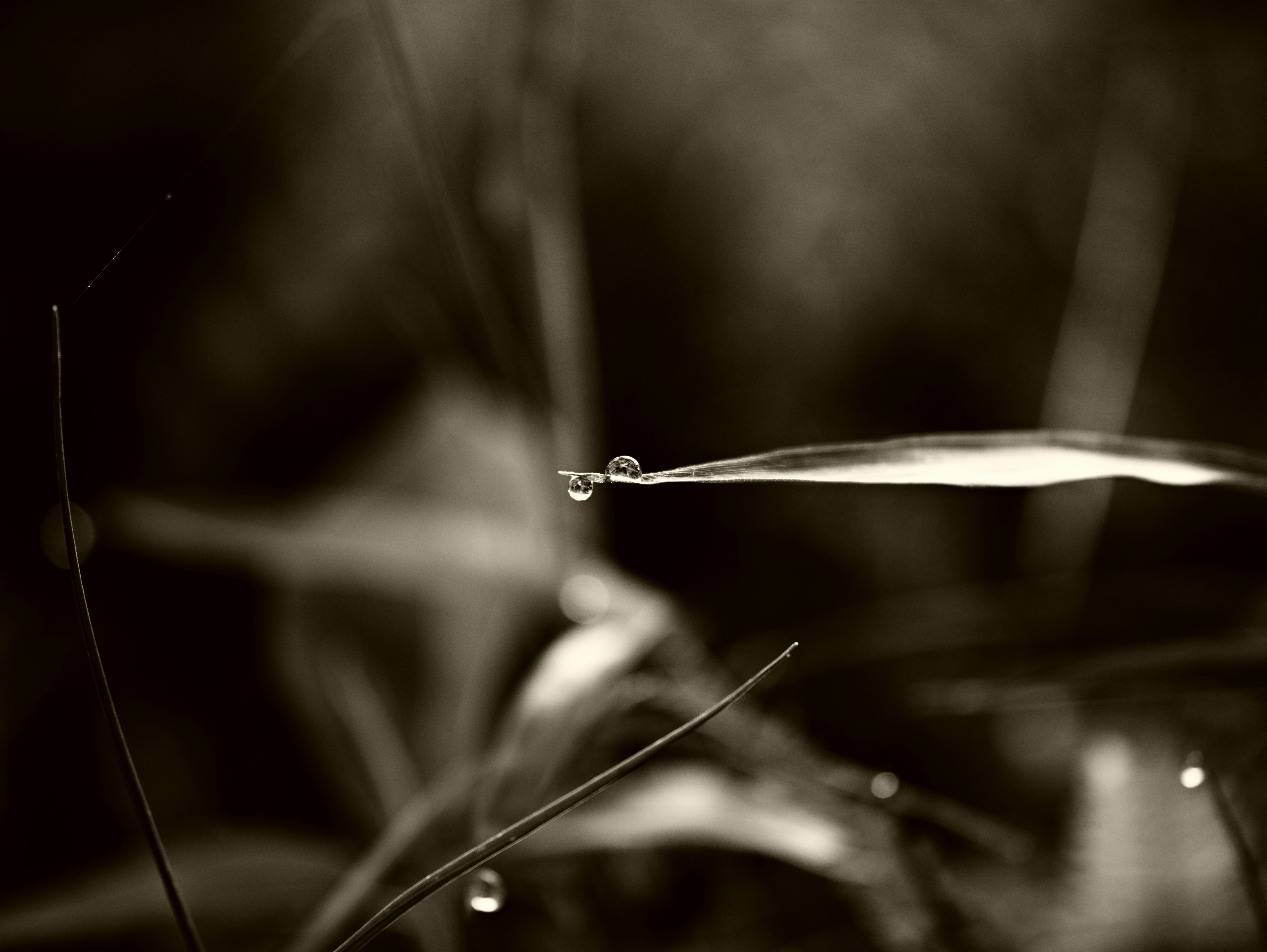 Close-up of delicate droplets on thin plant stems