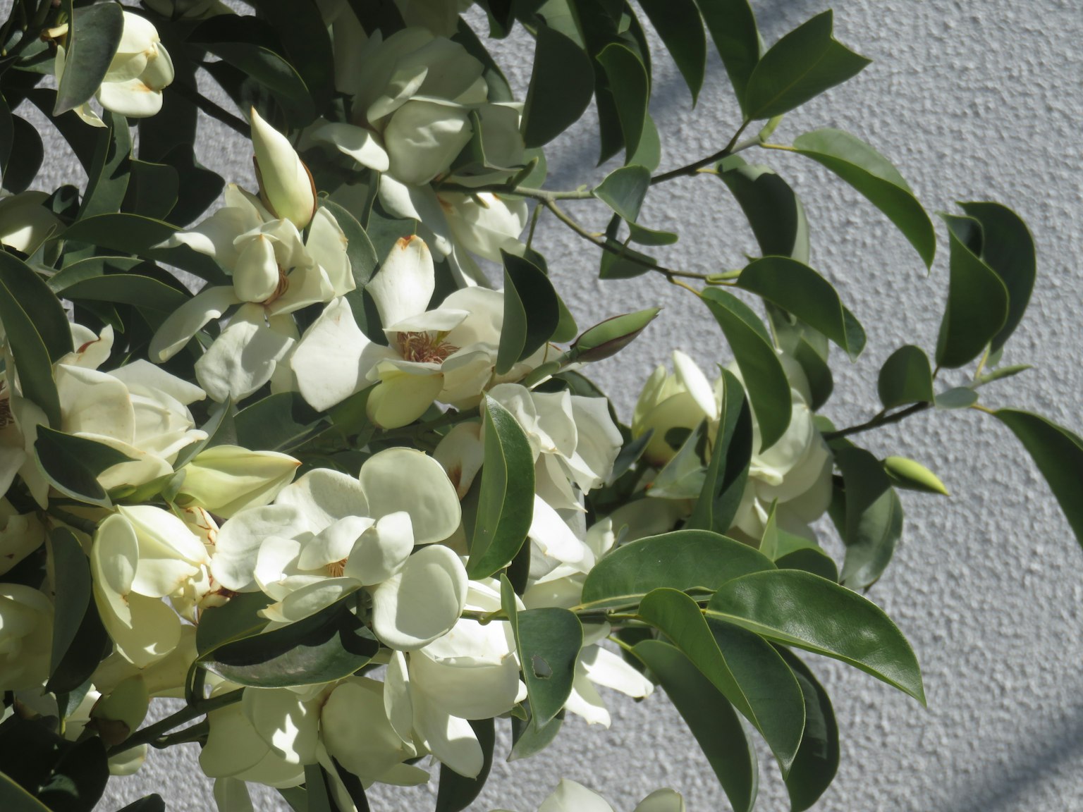 特写镜头的植物，白色花朵和绿色叶子