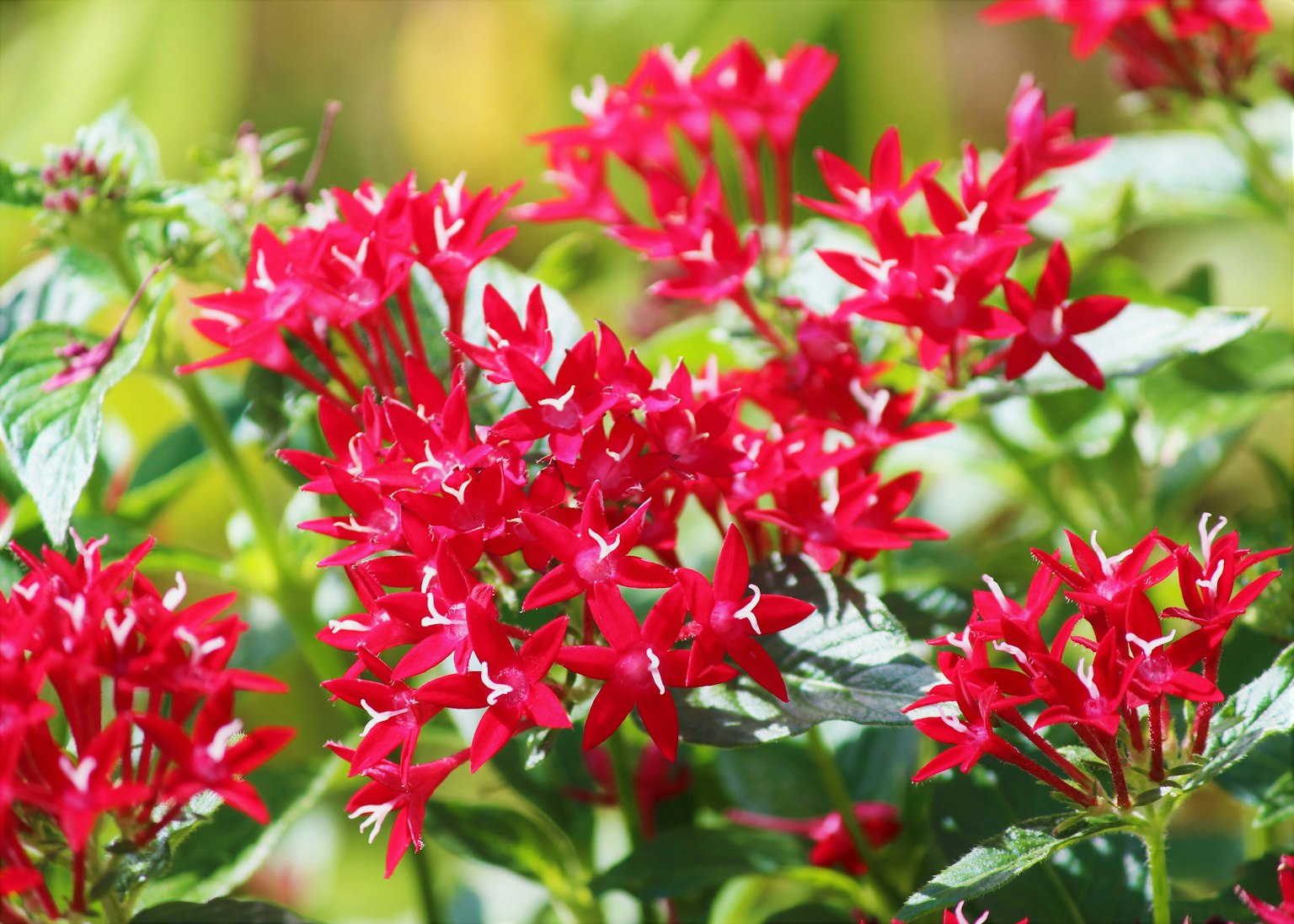 Close-up of vibrant red flowers in full bloom