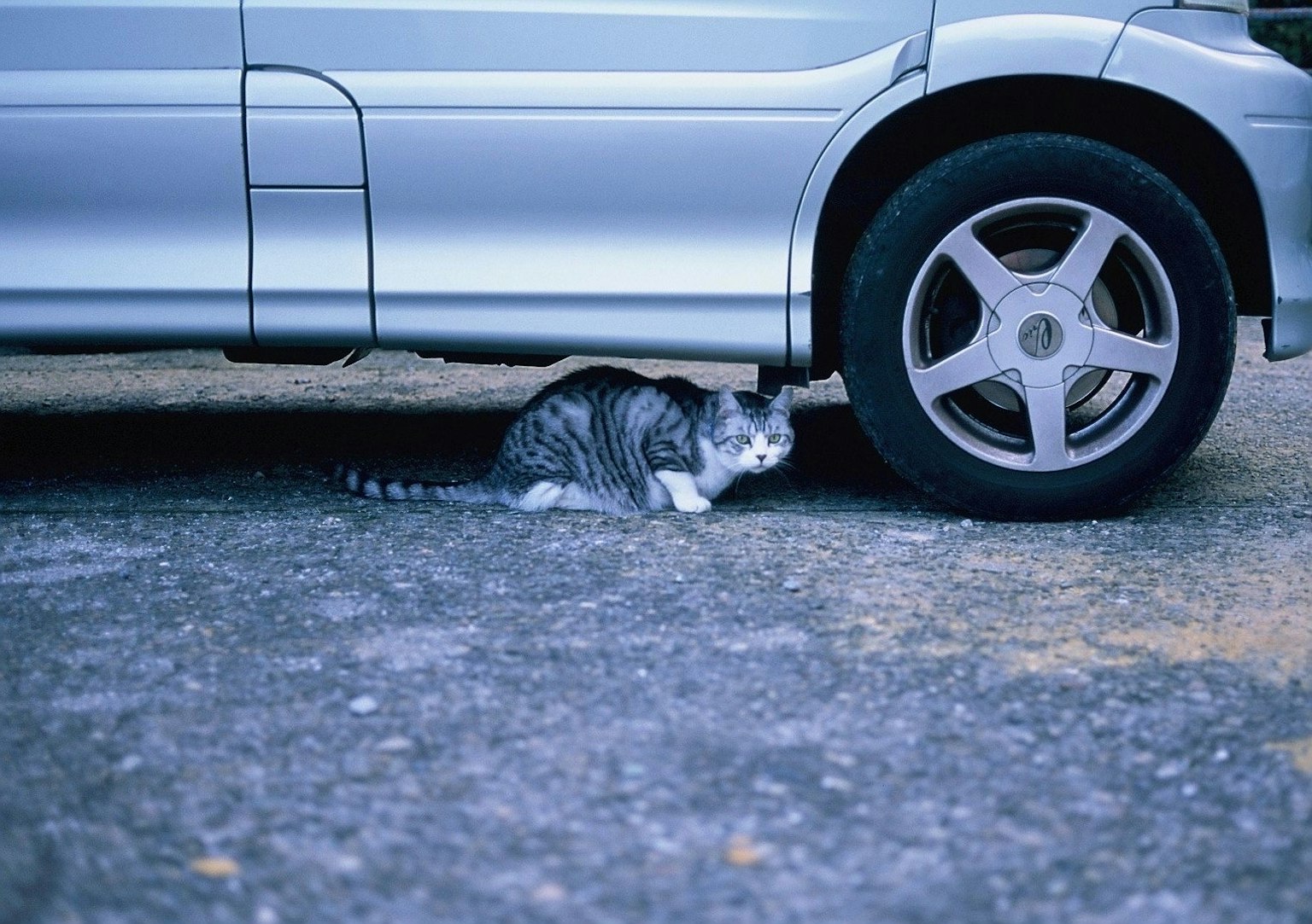 Chat gris caché sous une voiture argentée
