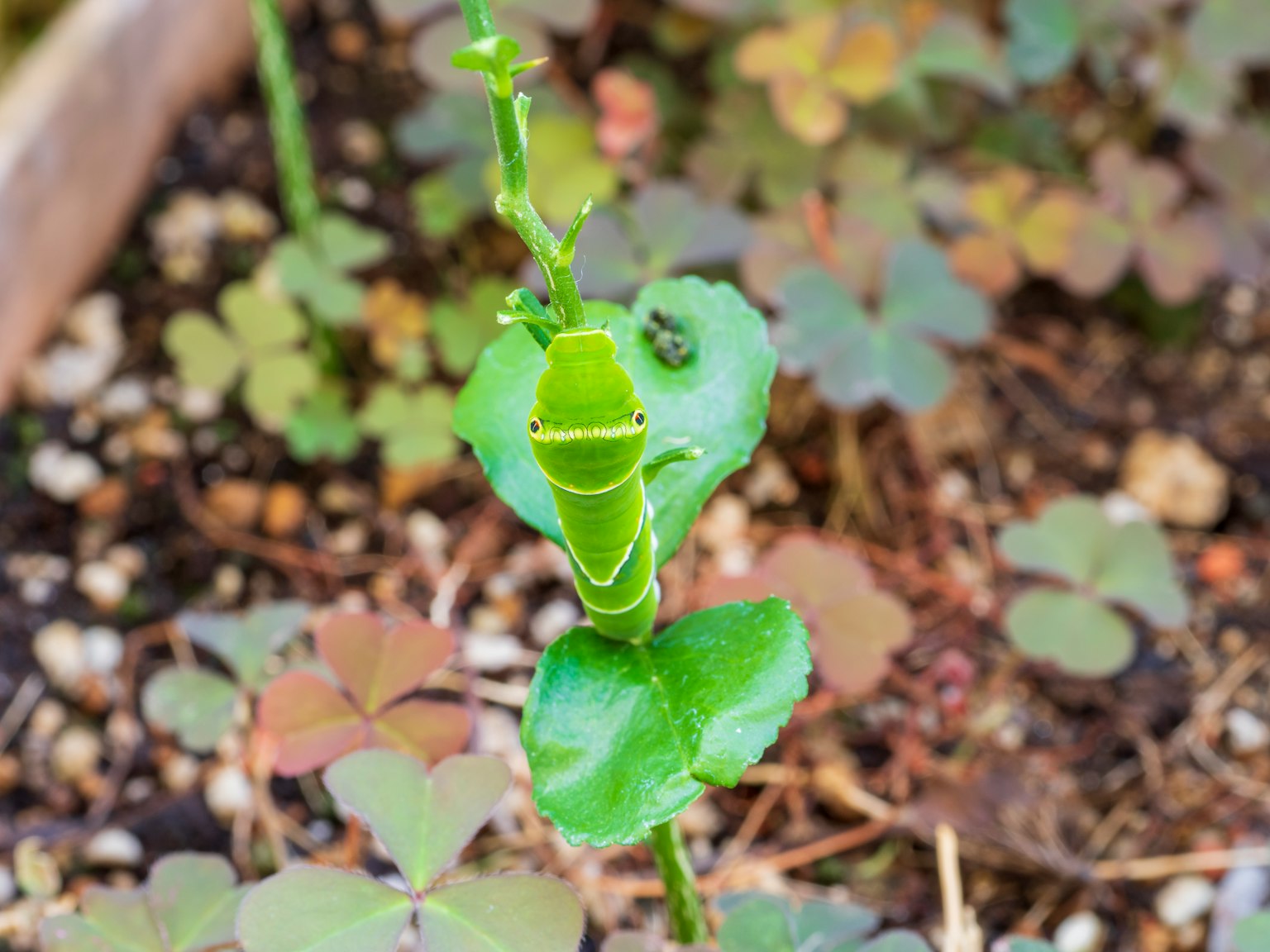 Imagen de un brote de planta con hojas verdes distintivas