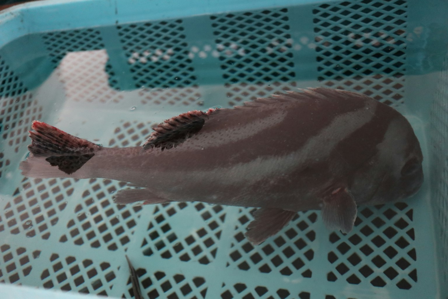 Vista laterale di un pesce in un serbatoio che mostra colori vivaci e modelli unici