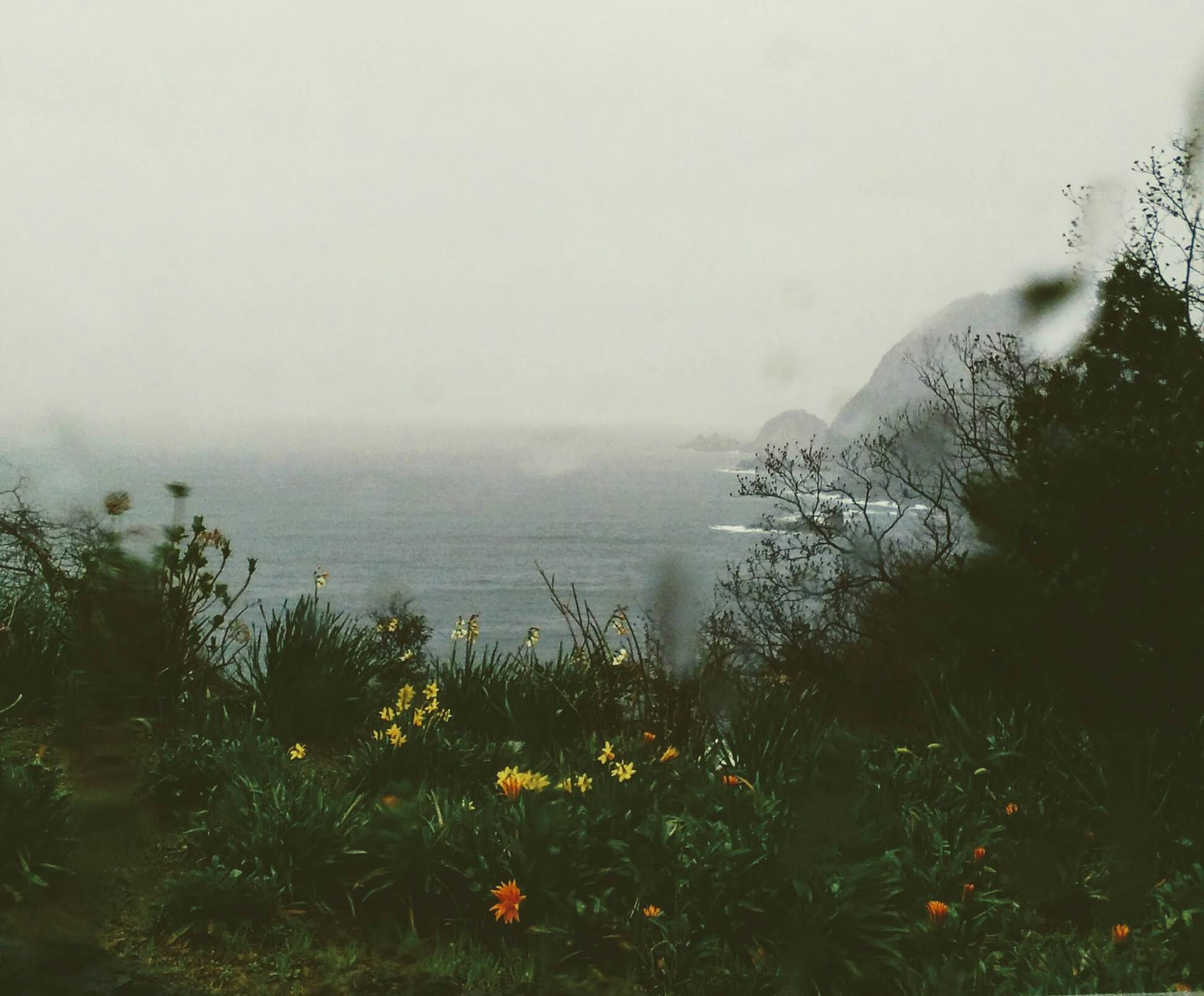 Foggy coastal view with colorful flowers