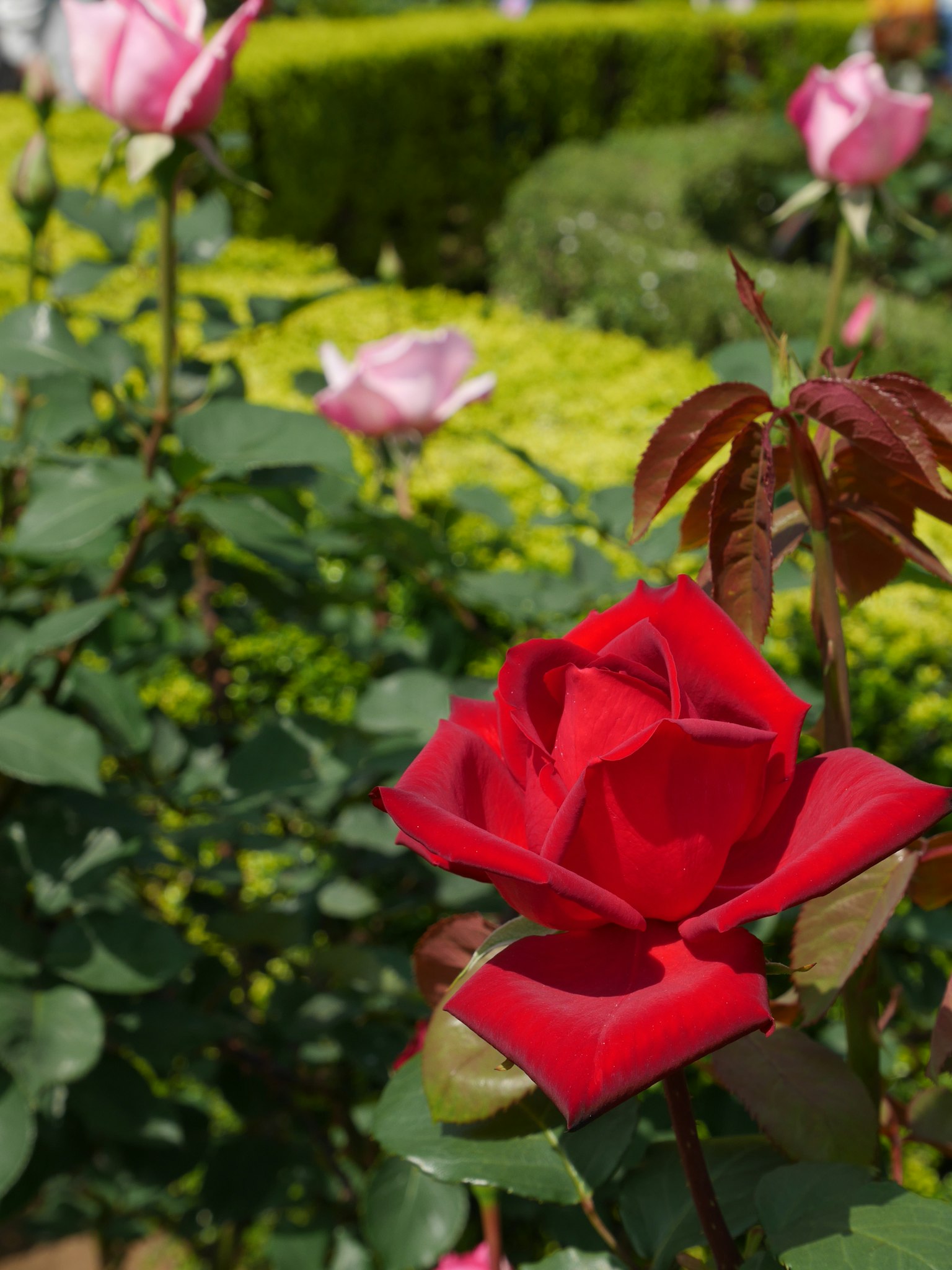 Rote Rose im Vordergrund mit rosa Rosen im Hintergrund