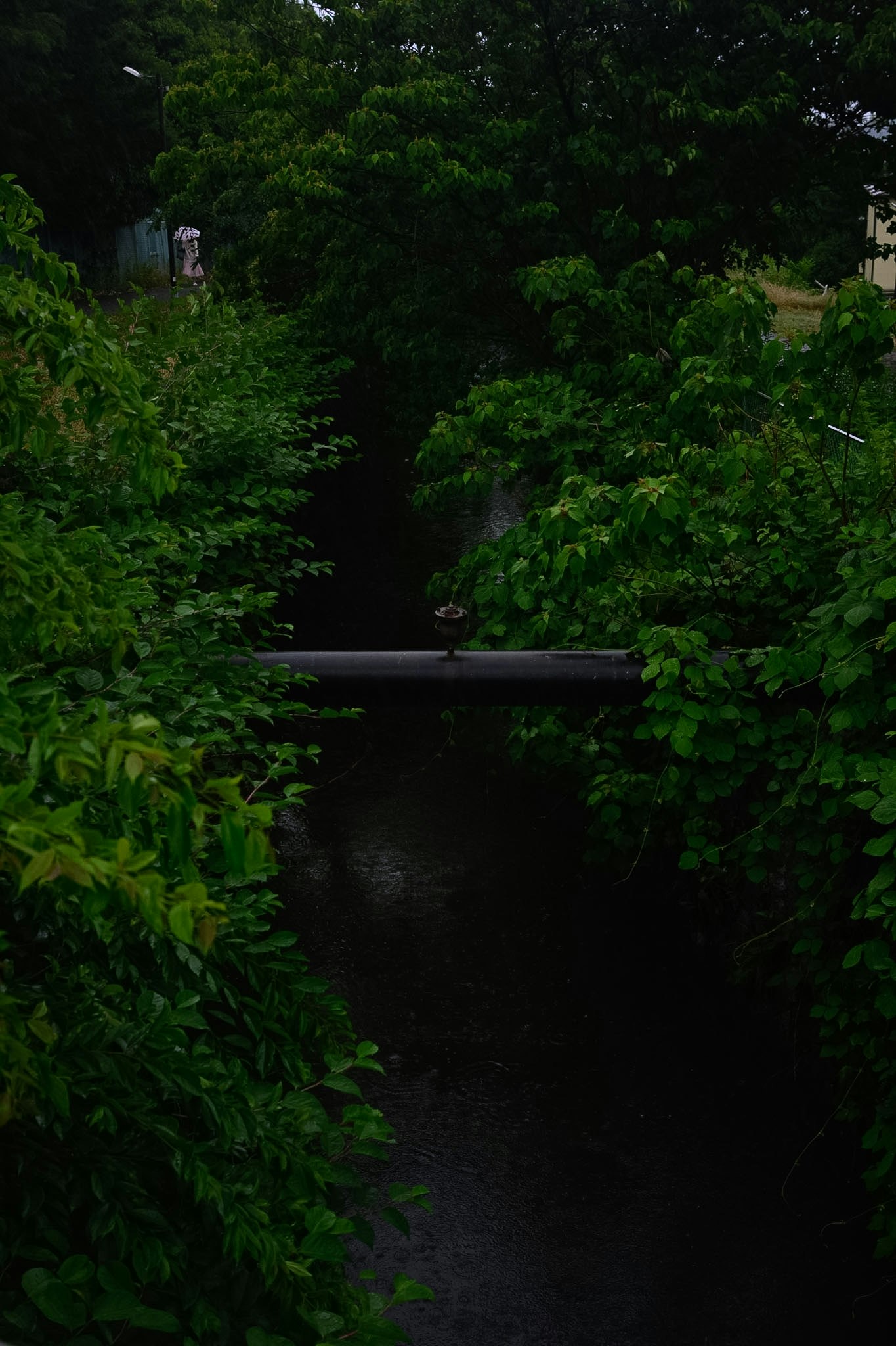 緑の茂みの間を流れる小川の暗い水面
