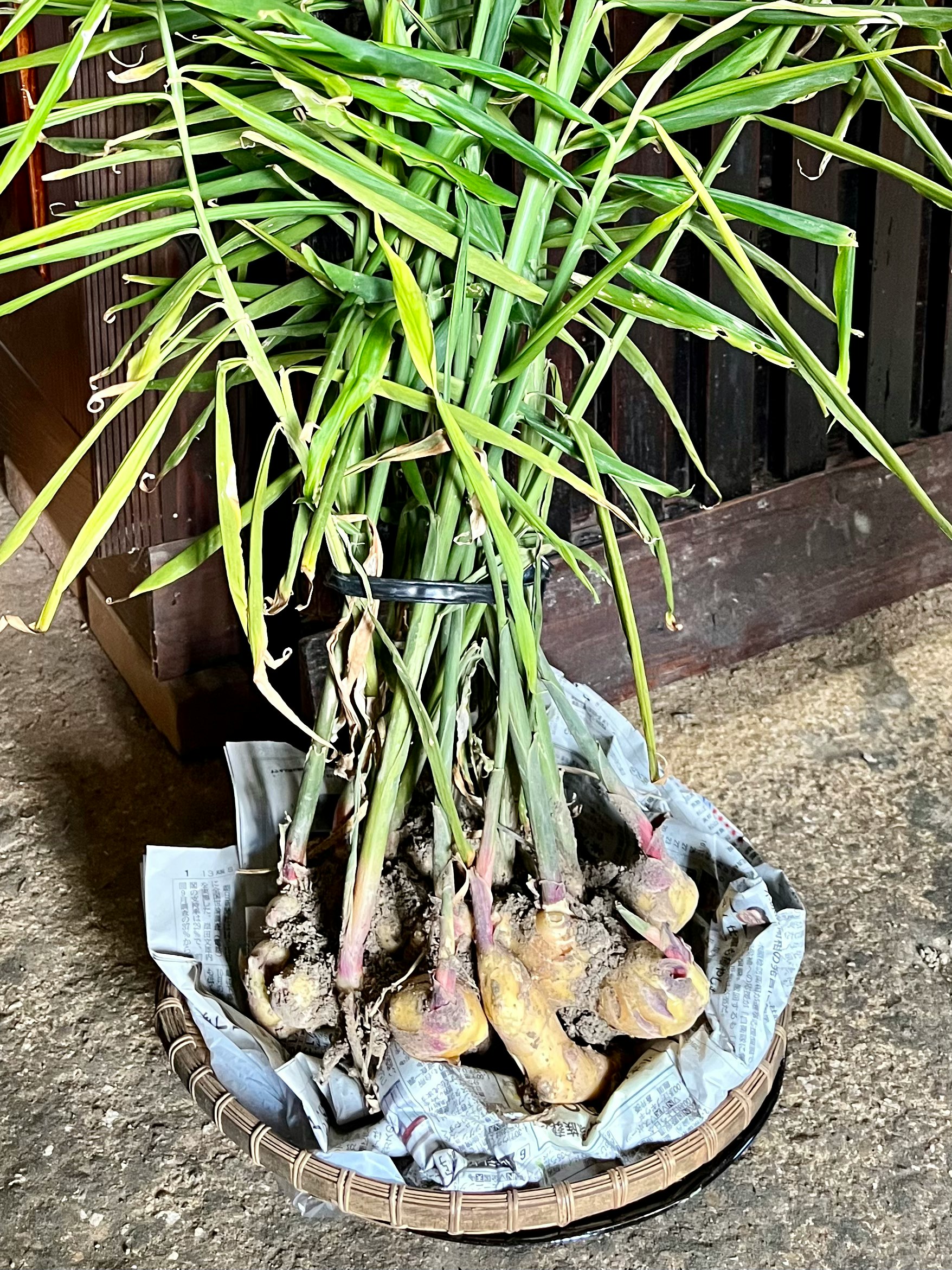 cebollines frescas con raíces en una cesta de mimbre