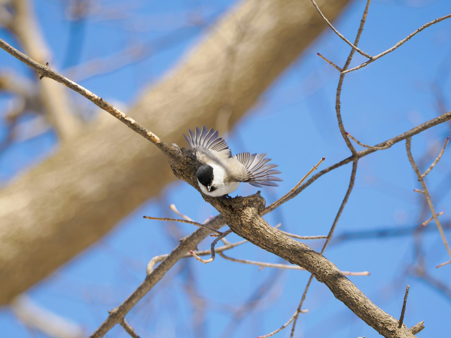 A small bird spreading its wings on a branch under a blue sky