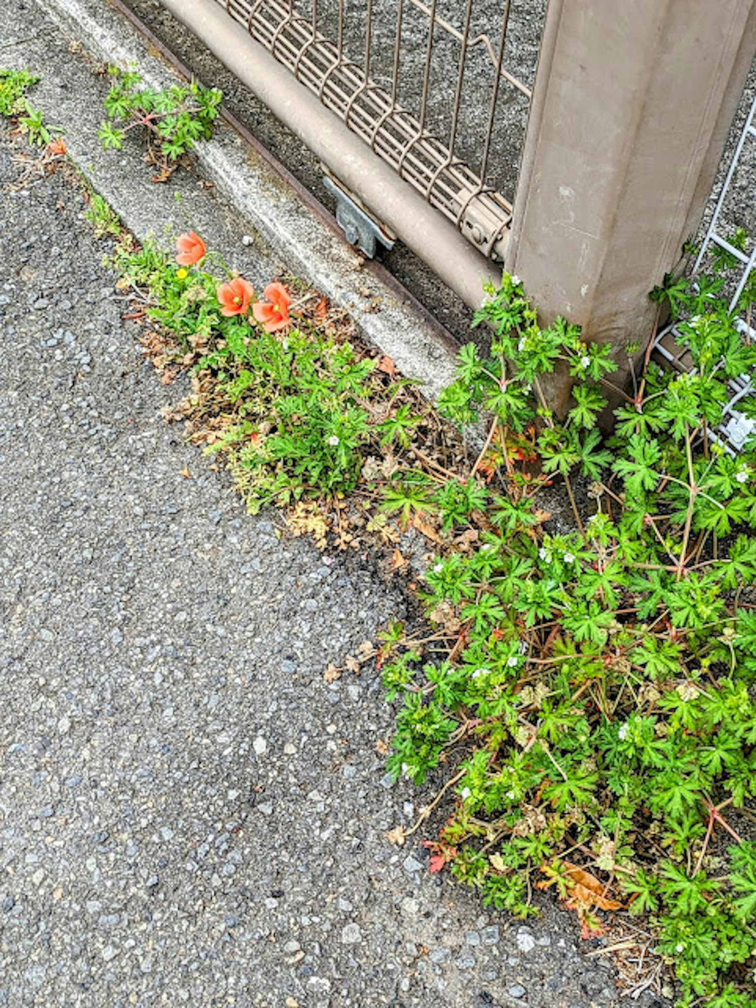 Fleurs orange et plantes vertes près d'une clôture