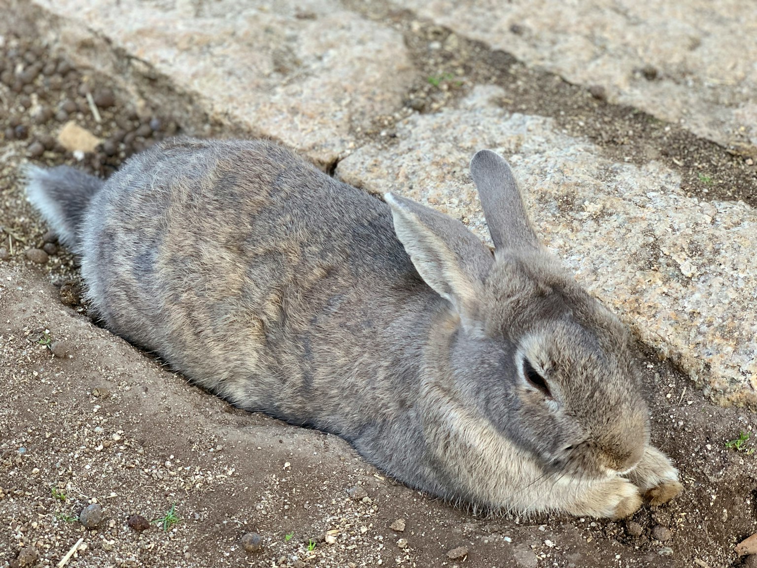 Gray rabbit lying on the ground