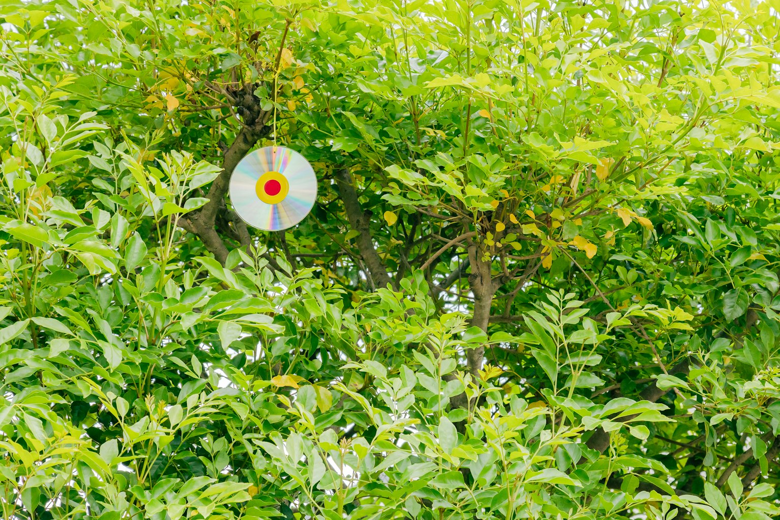 CD yang tergantung di pohon dikelilingi daun hijau