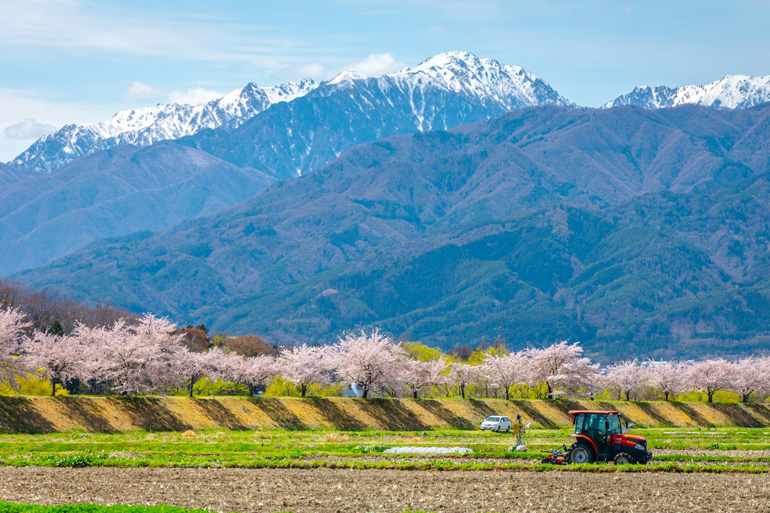樱花树和雪山的风景，田野中有一辆拖拉机在作业