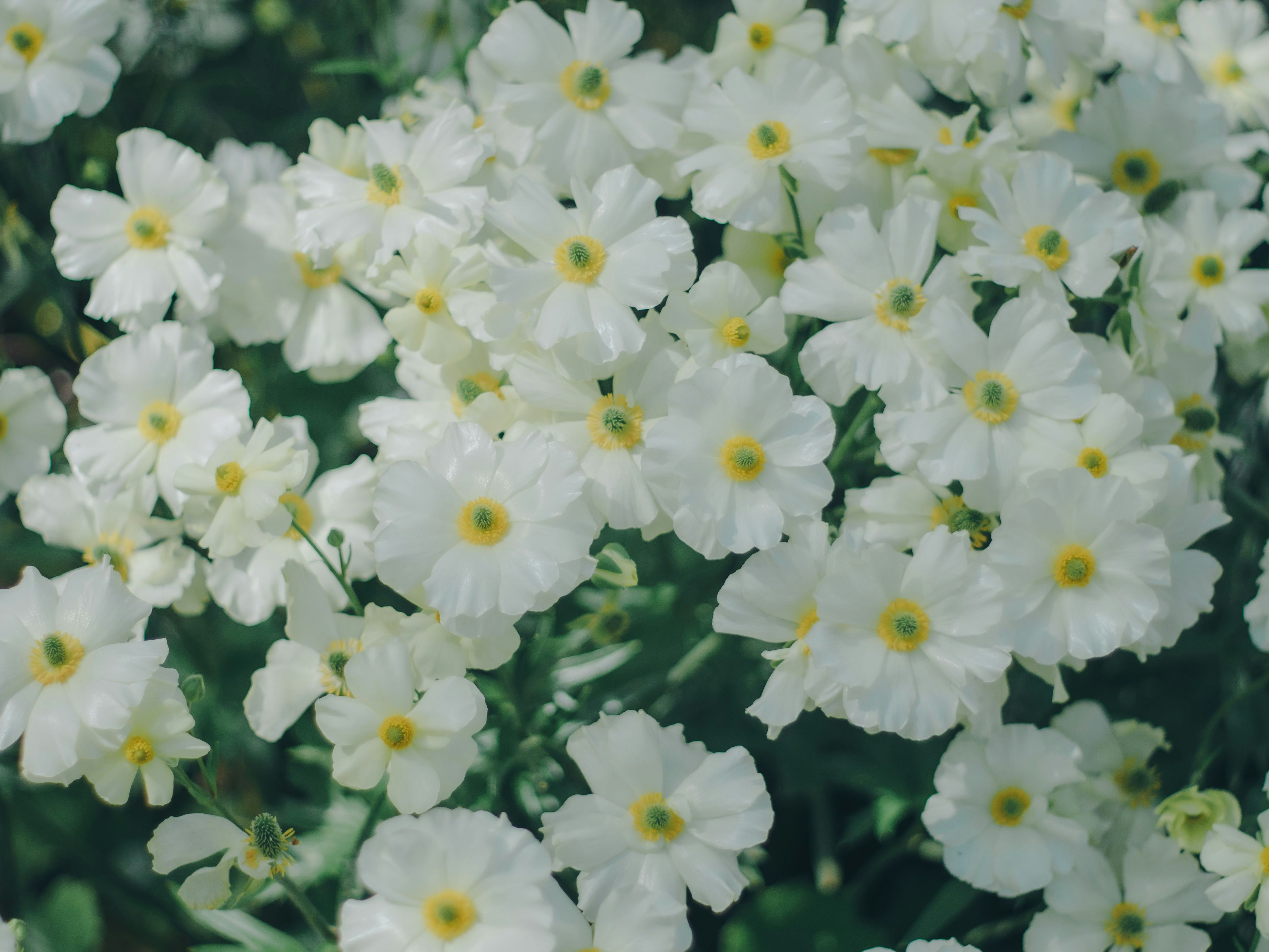 白い花が群生する花壇のアップ