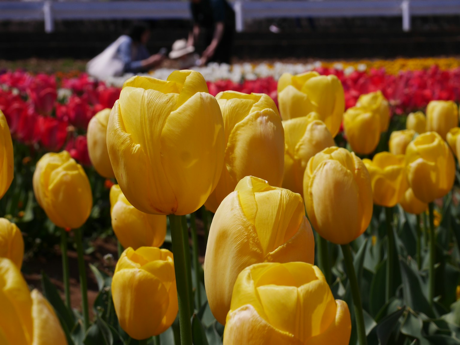 Tulipani gialli brillanti in primo piano in un campo di fiori con persone sullo sfondo
