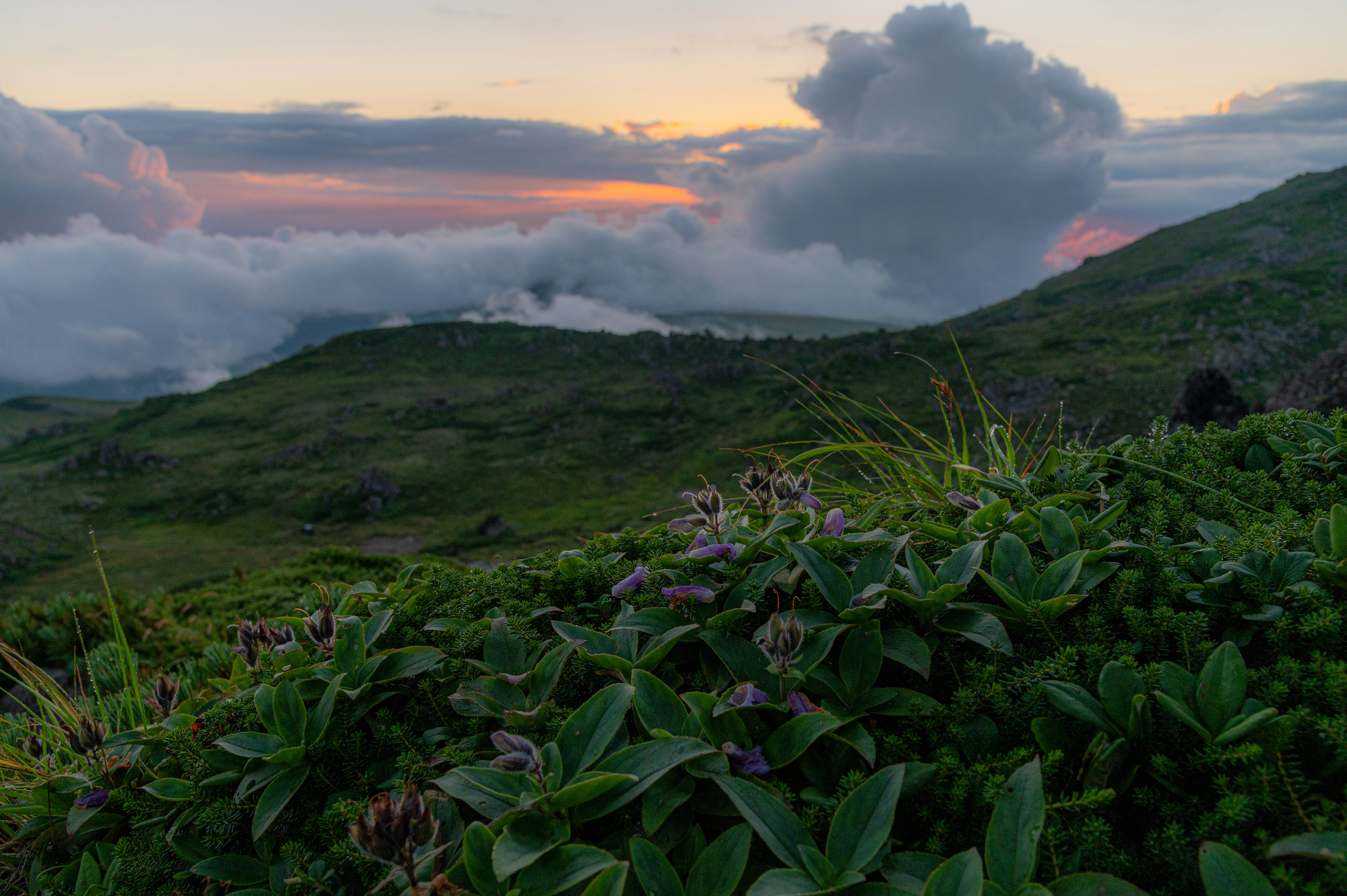 草花が広がる丘陵の夕暮れの風景