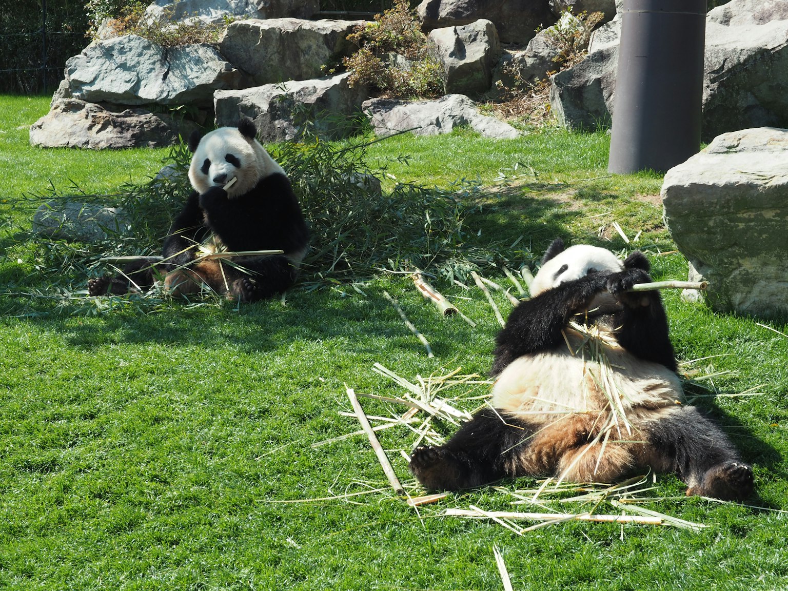 Dua panda bersantai di rumput hijau sambil makan bambu