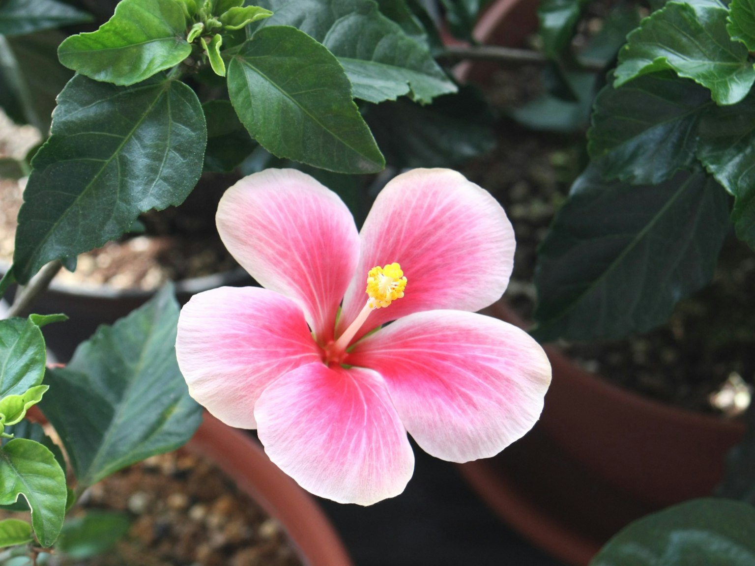 Sebuah bunga hibiscus merah muda mekar di antara daun hijau