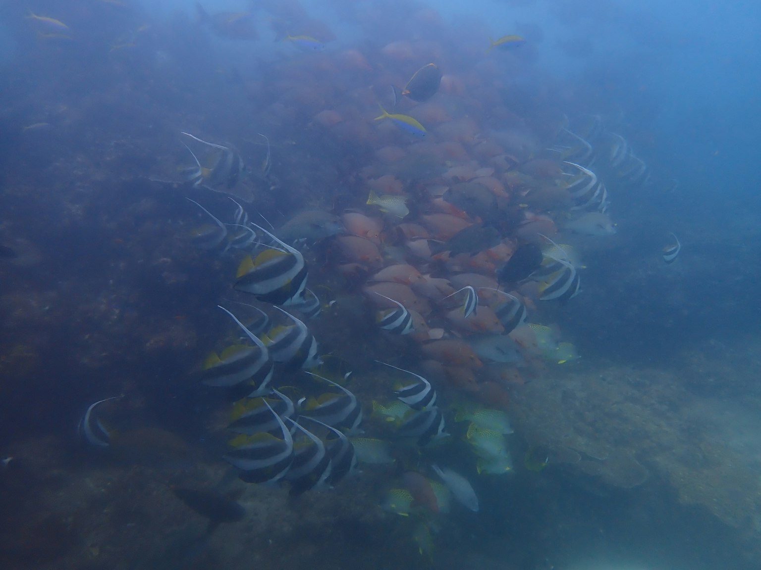 在藍色水域中游動的魚群和海藻