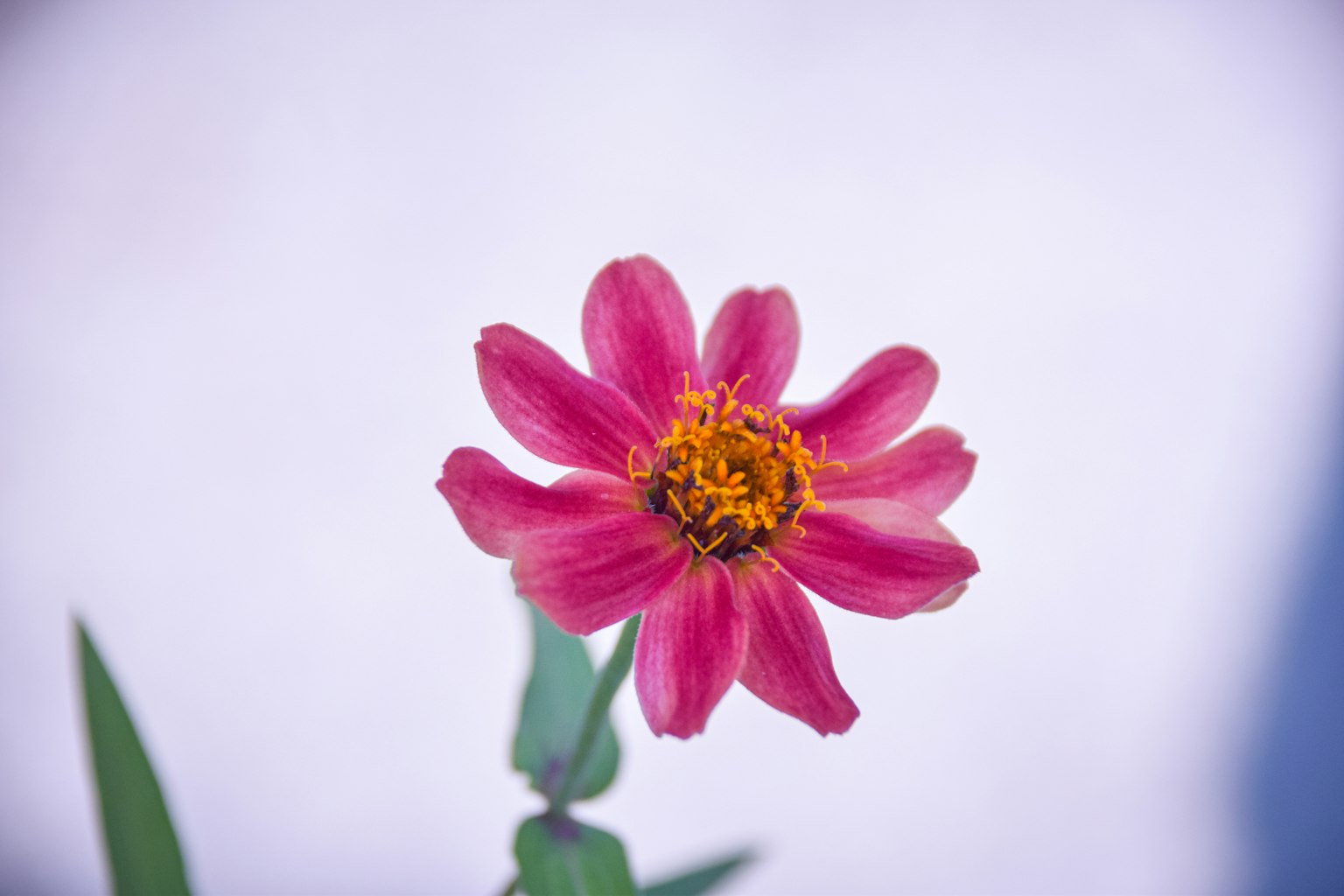 A vibrant pink flower at the center with green leaves surrounding it