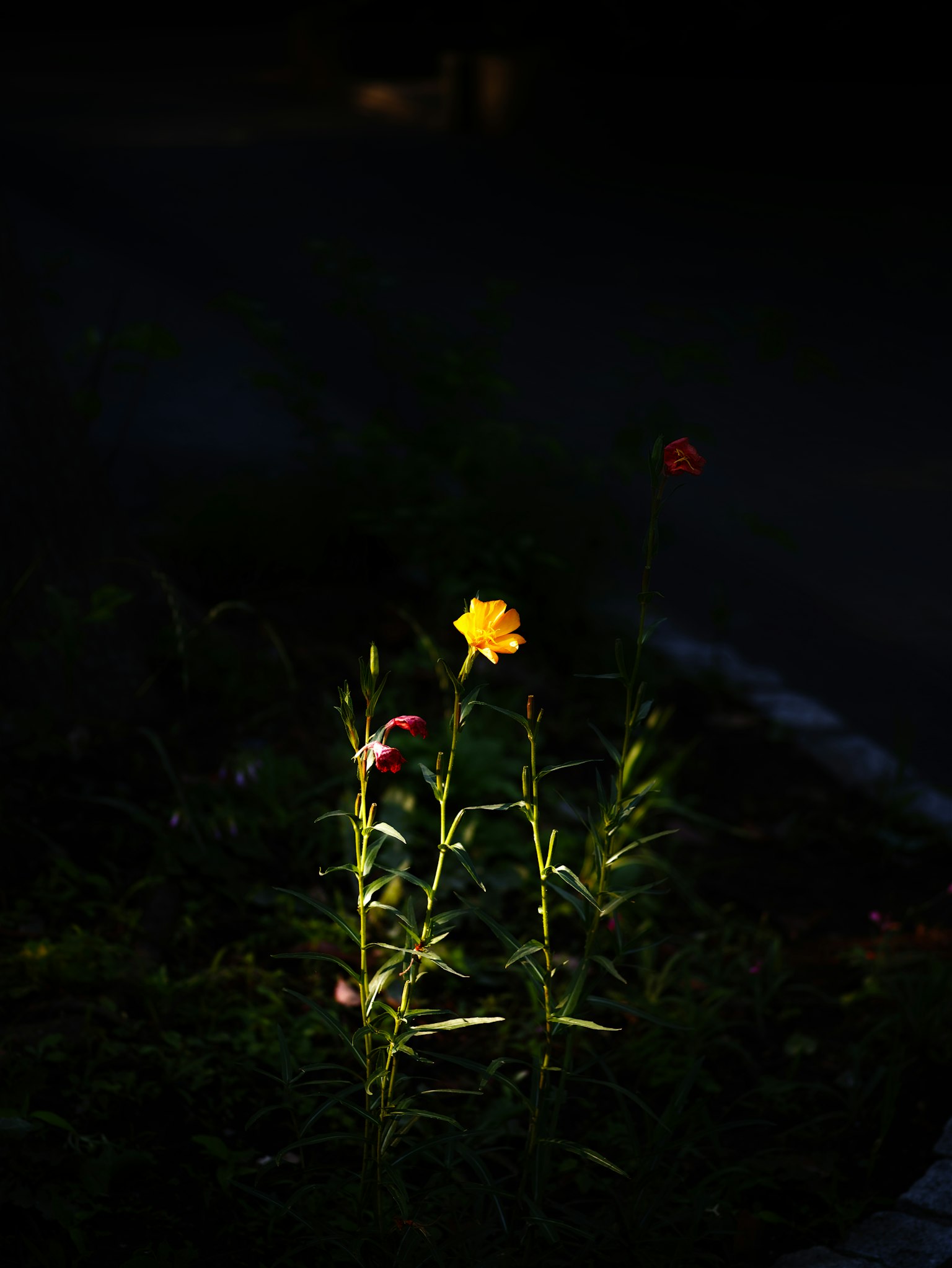在黑暗背景中照亮的黄色花朵和绿色茎