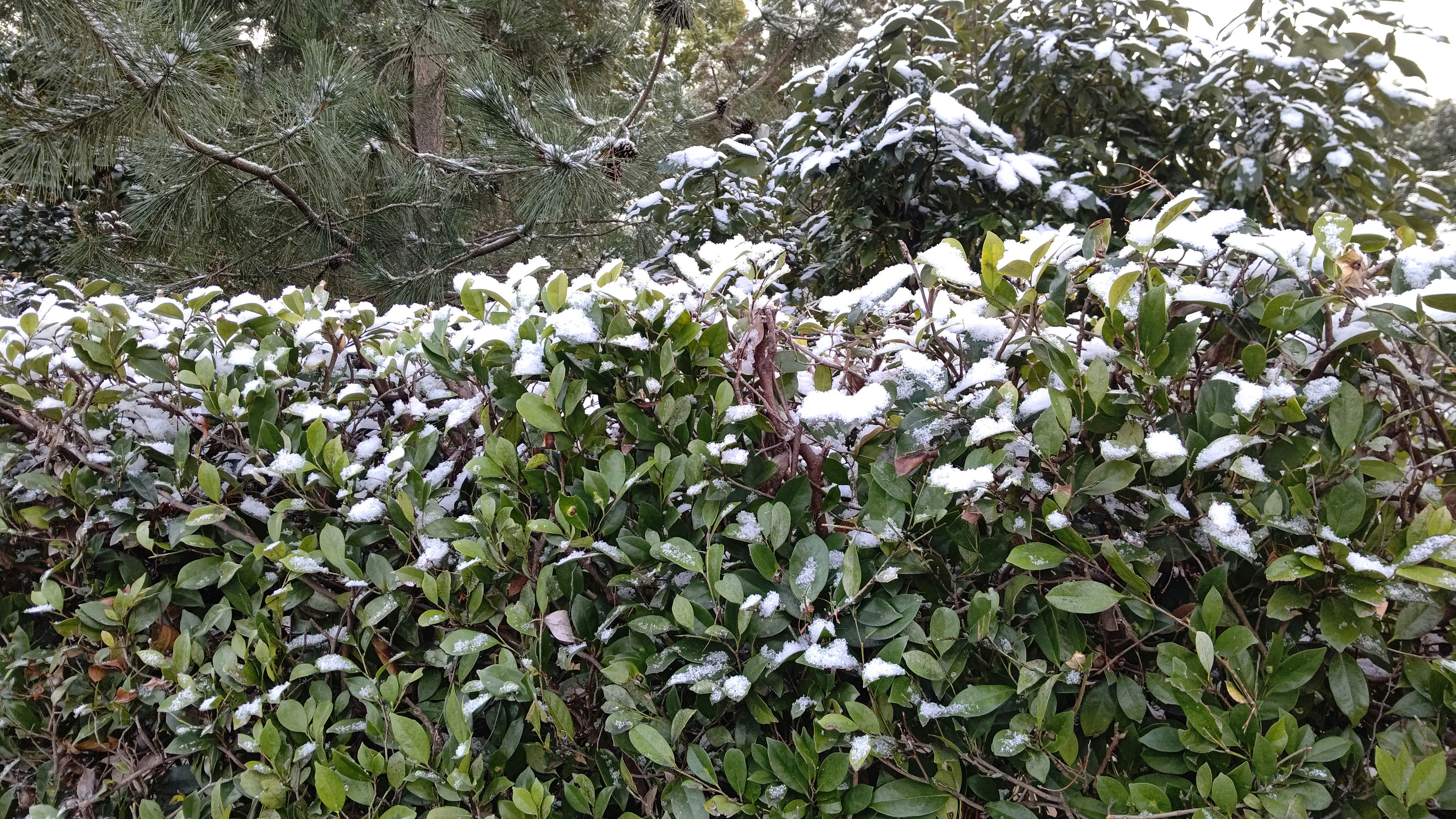 arbustos cubiertos de nieve y plantas de jardín en flor