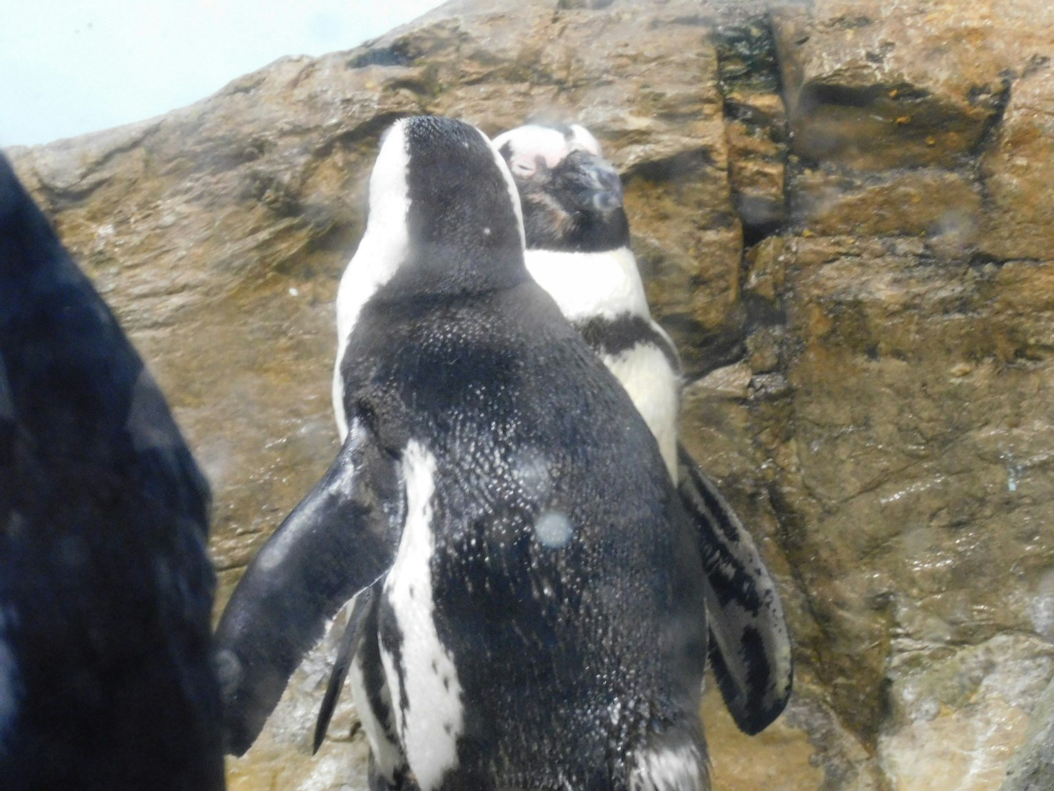 Zwei Pinguine, die sich vor einem felsigen Hintergrund gegenüberstehen
