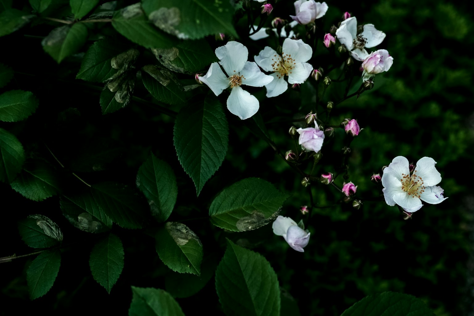 Weiße und rosa Blumen blühen zwischen grünen Blättern