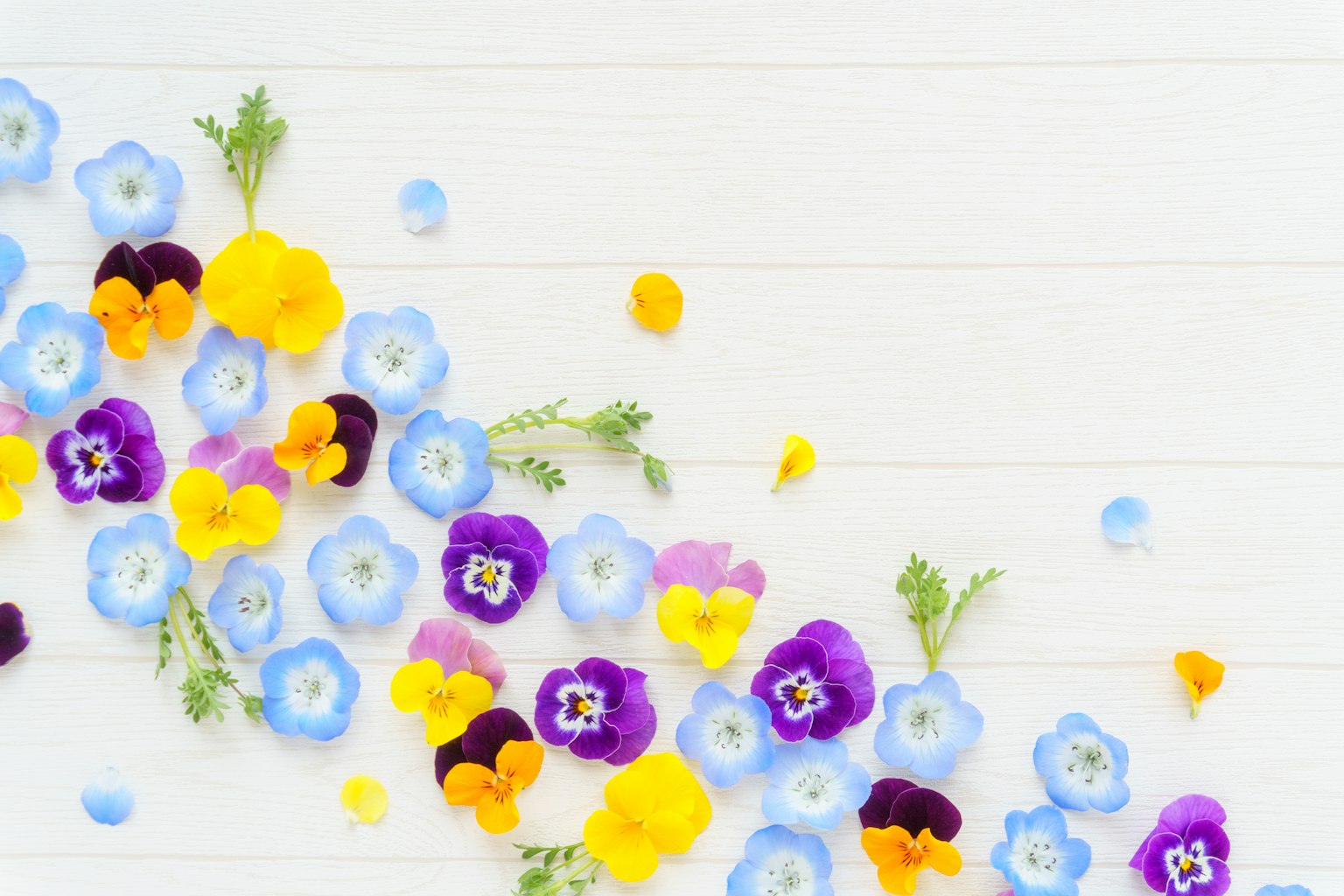 Bunte Blumen schön auf einem weißen Hintergrund angeordnet