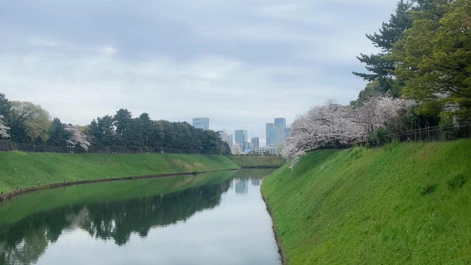 Paesaggio fluviale sereno con alberi di ciliegio in fiore e erba verde