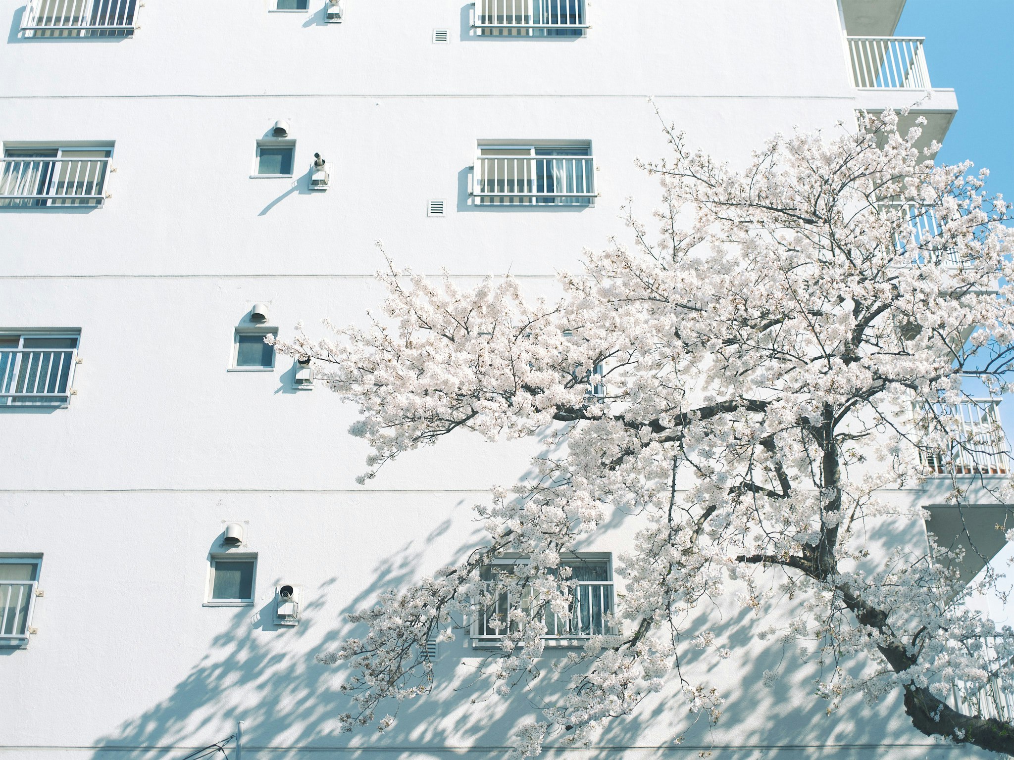 白い集合住宅の壁と満開の桜の木