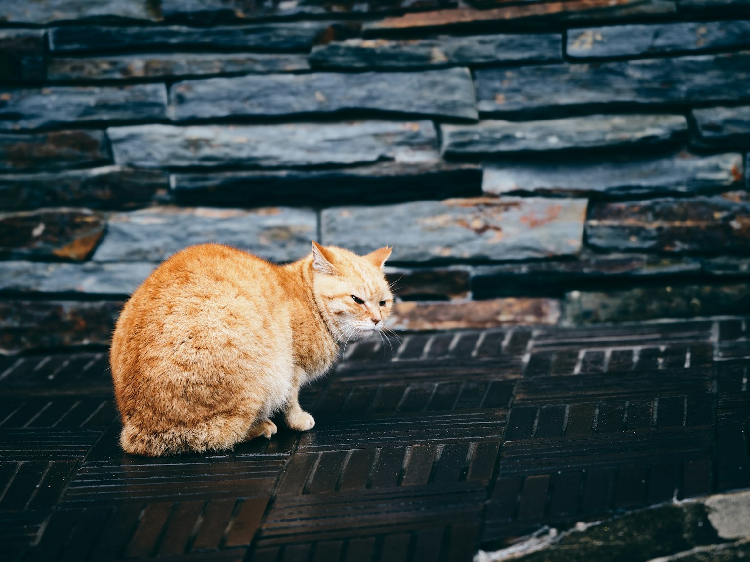 주황색 고양이가 돌벽 앞에 앉아 있다