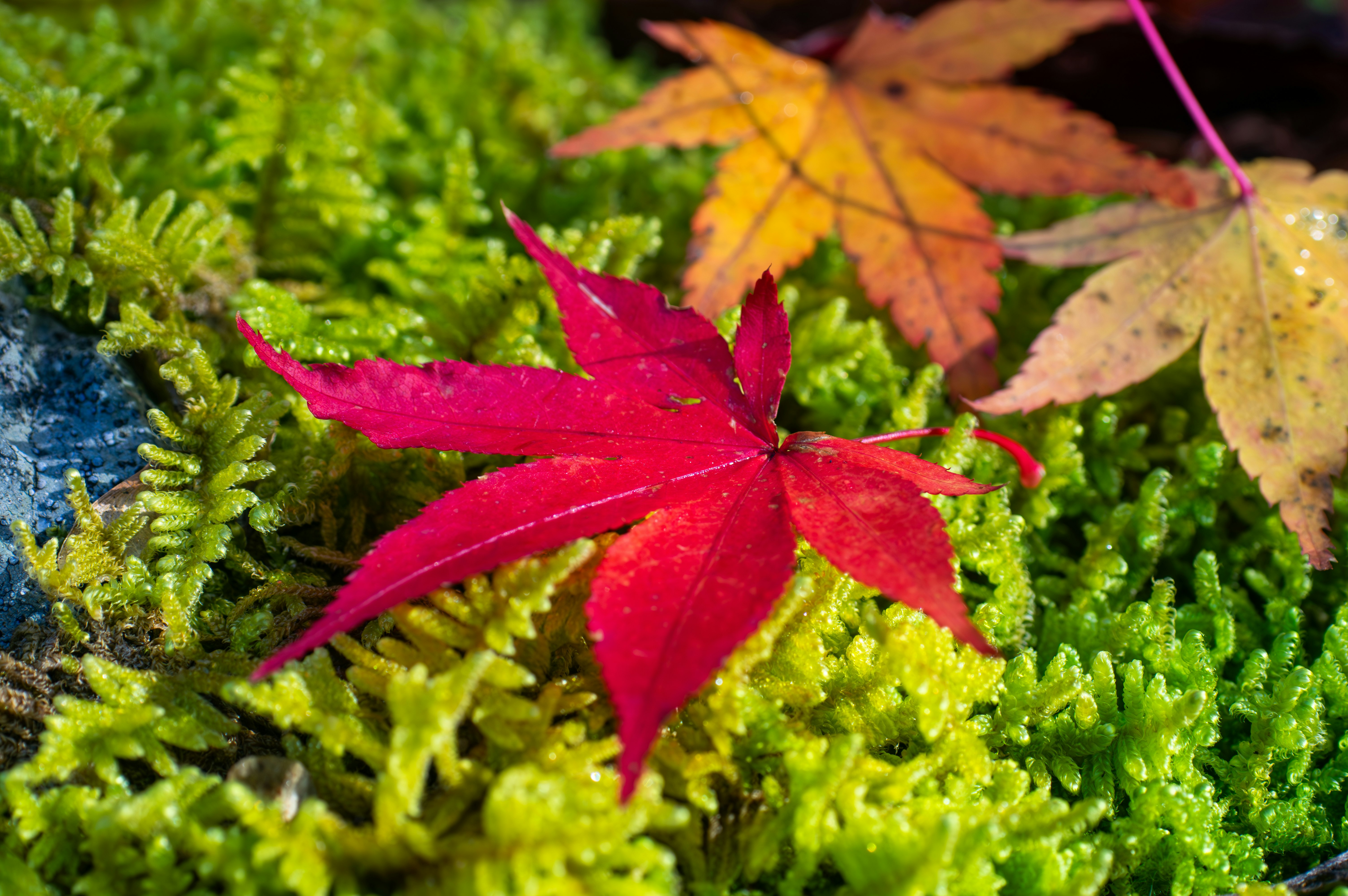 foglia rossa simile a un acero su muschio verde